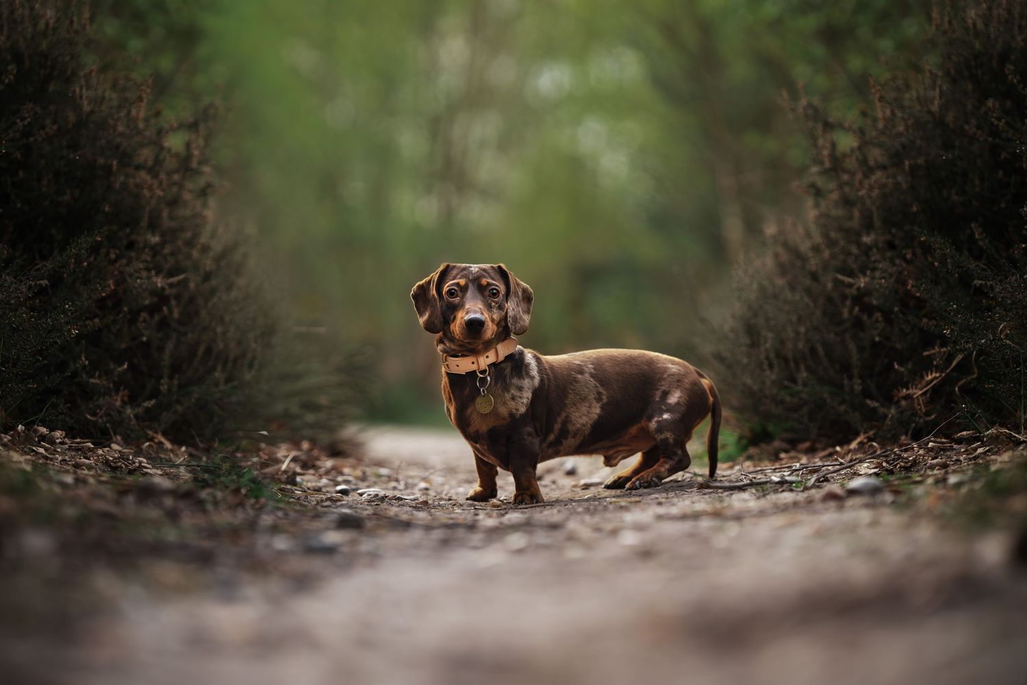 A dachshund dog stands alert on a forest dirt path surrounded by lush green shrubs in natural outdoor setting.