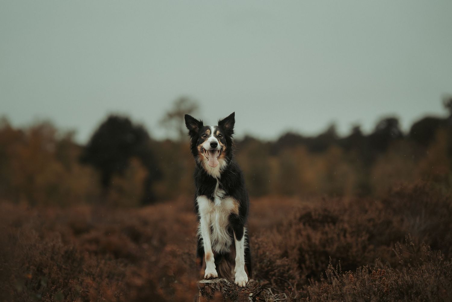 A border collie dog stands alert on a stump in autumn heathland with brown foliage and trees in background.