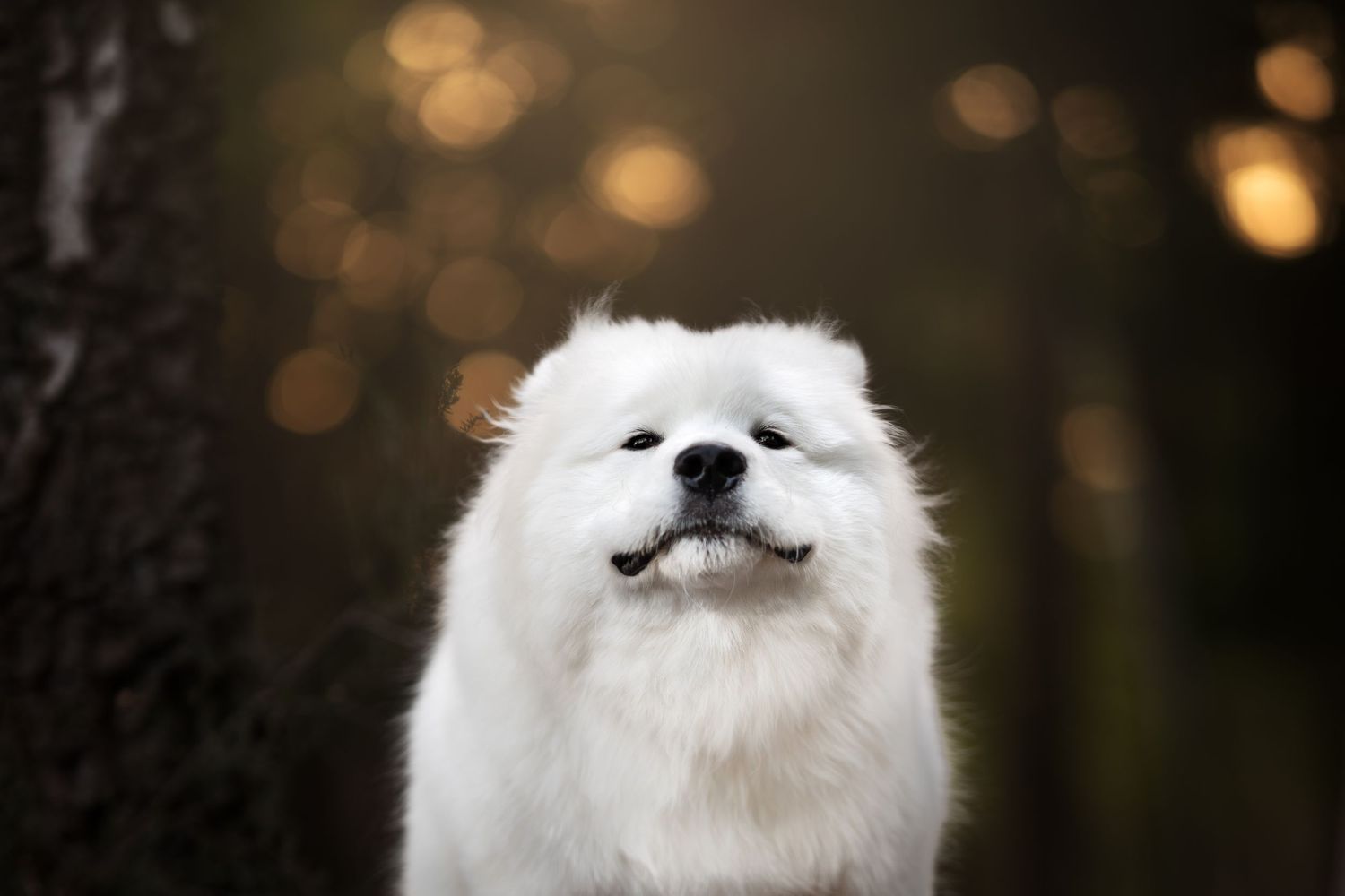 A fluffy white Samoyed dog gazes upward with a happy expression against a bokeh forest background.