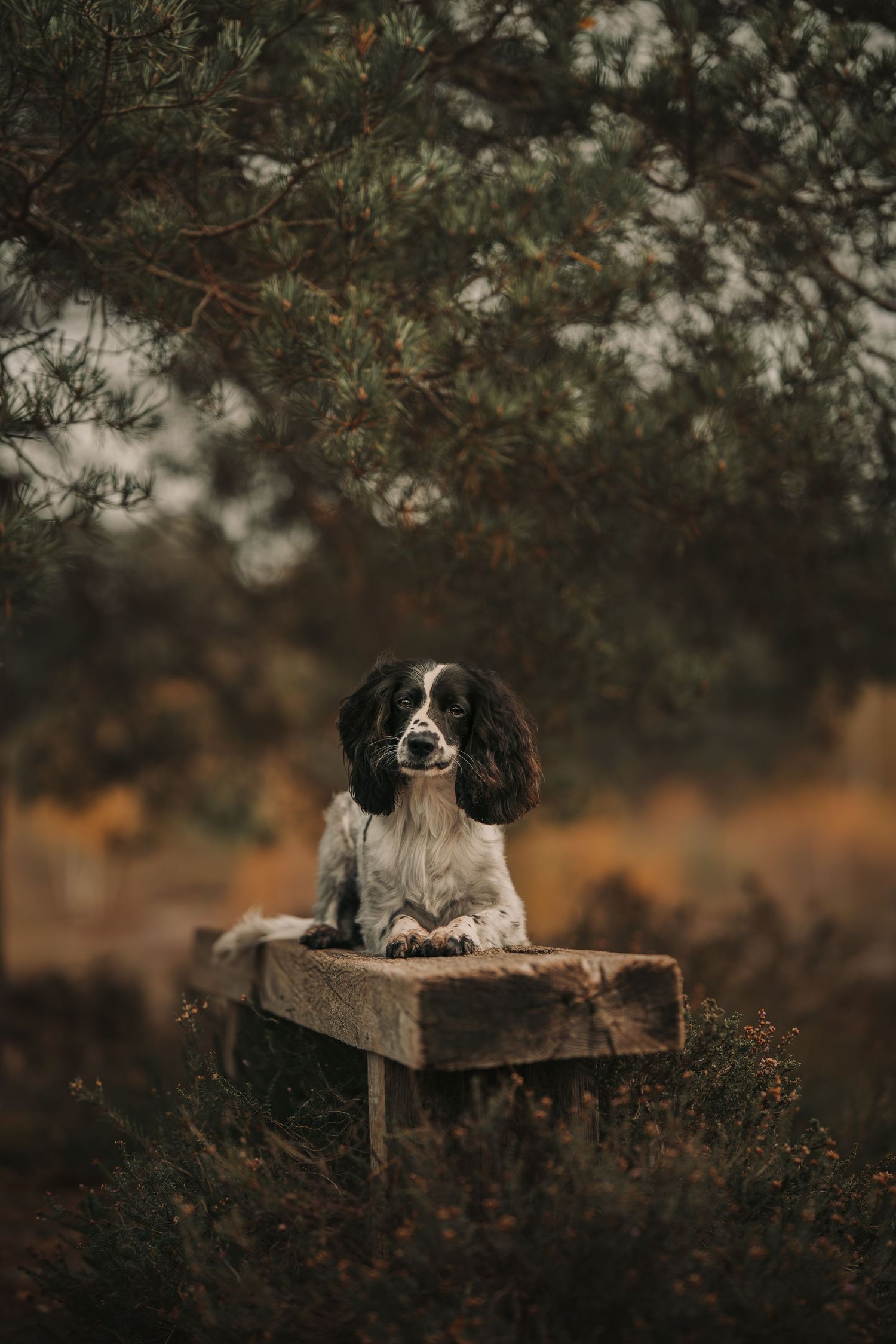 Black and white spaniel resting on rustic wooden platform in moody forest scene.