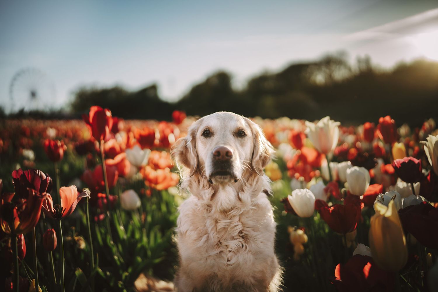 Golden retriever sitting in a vibrant tulip field with red and white flowers under a warm sunset sky.