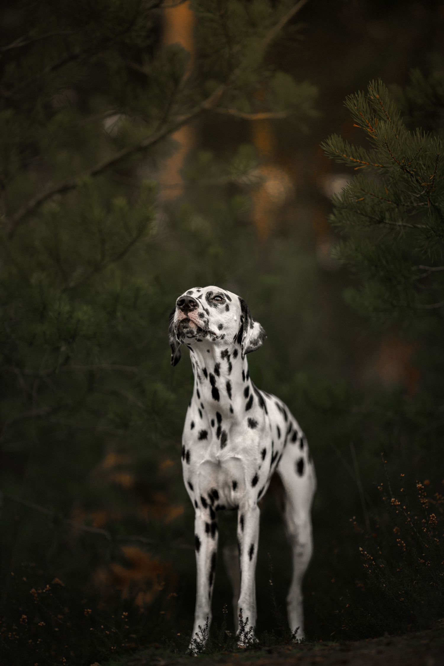 Spotted Dalmatian dog standing among evergreen trees in moody forest lighting.