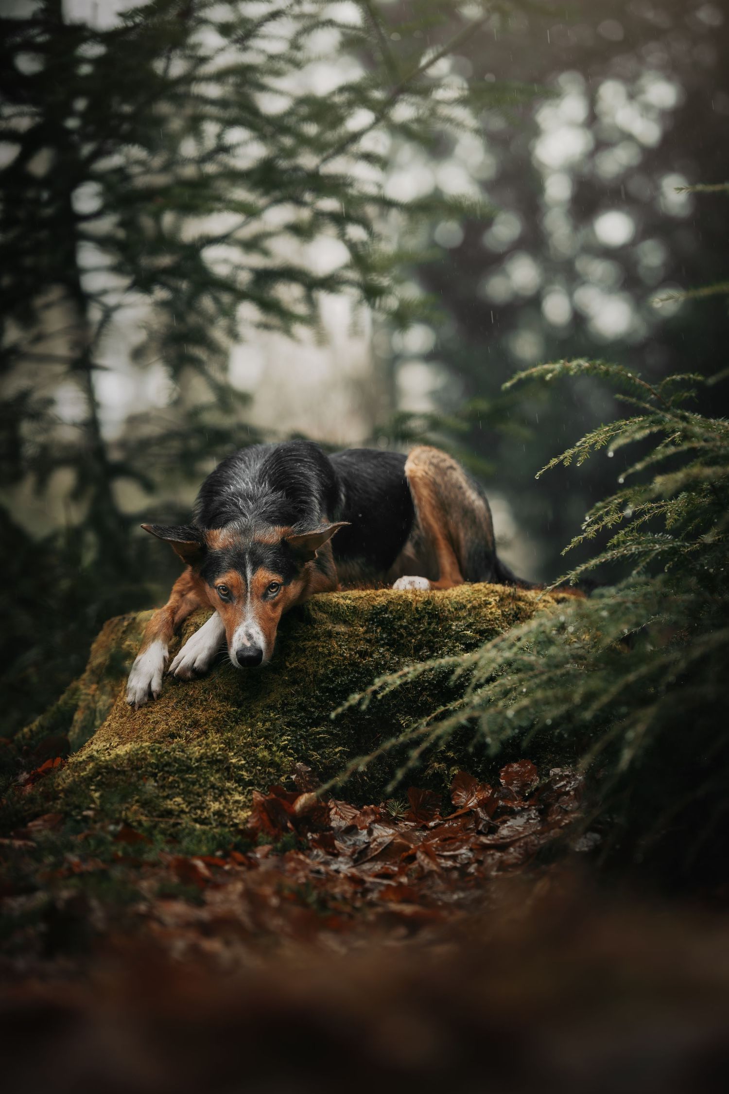 A tricolor dog rests on a moss-covered rock in a misty forest surrounded by evergreen trees and fallen autumn leaves.