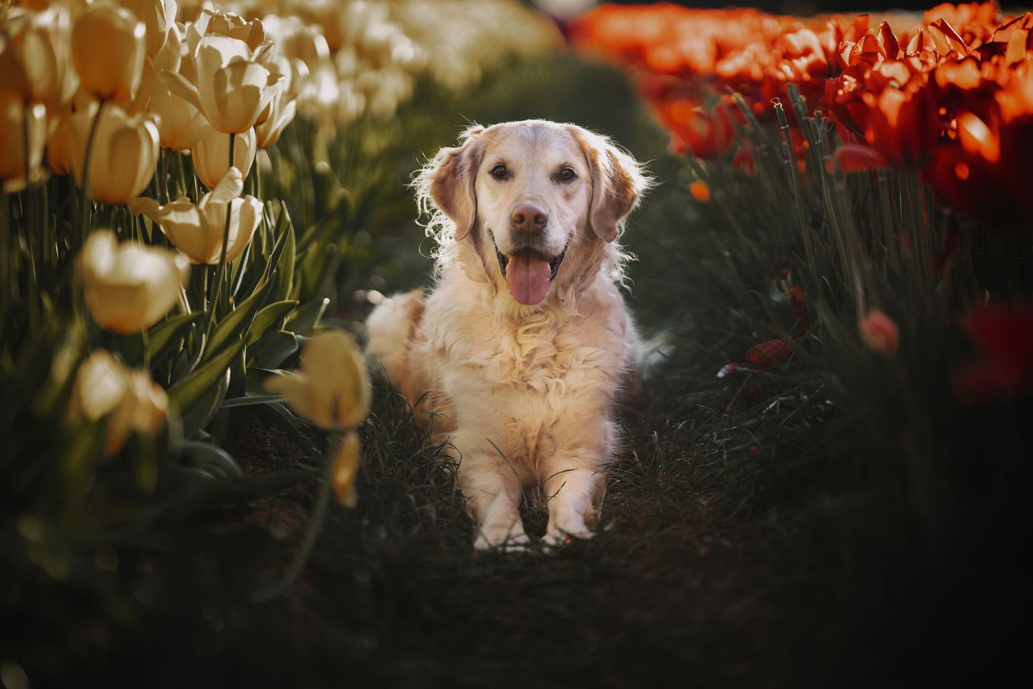Golden Retriever dog sitting among vibrant red and yellow tulips in a colorful flower field, tongue out.