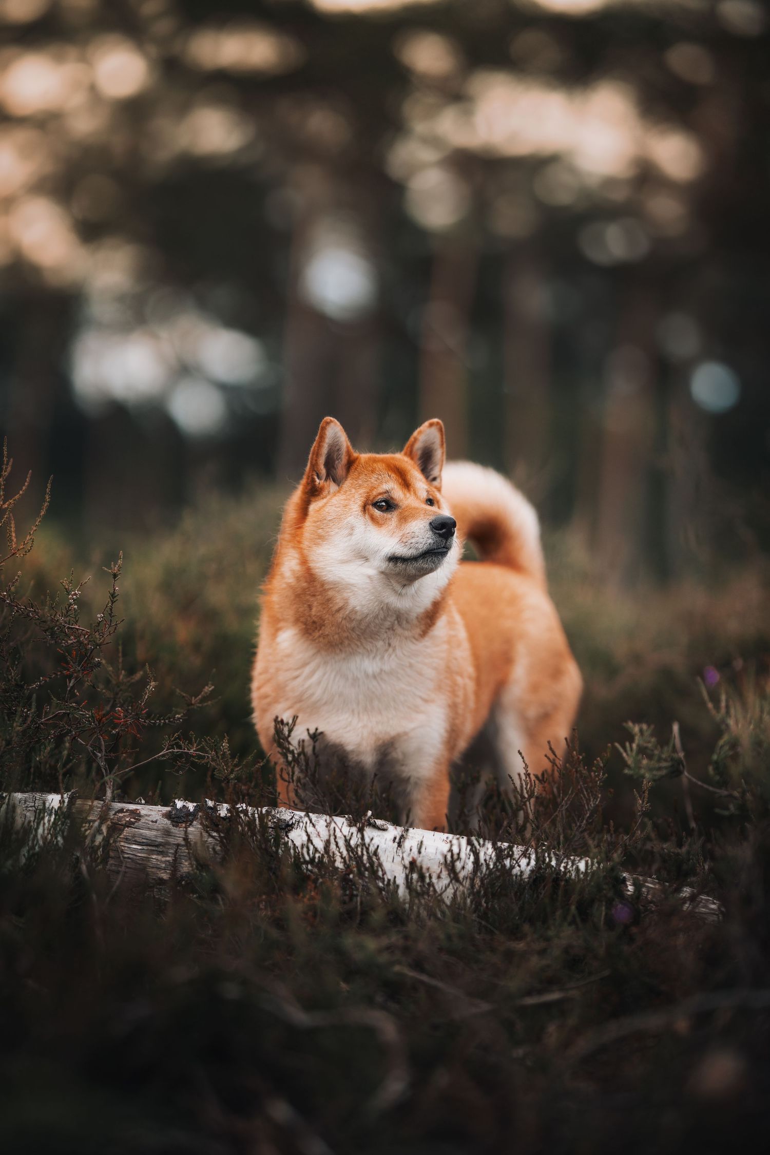 A beautiful Shiba Inu dog standing in a forest clearing surrounded by wild grass and plants in warm autumn light.