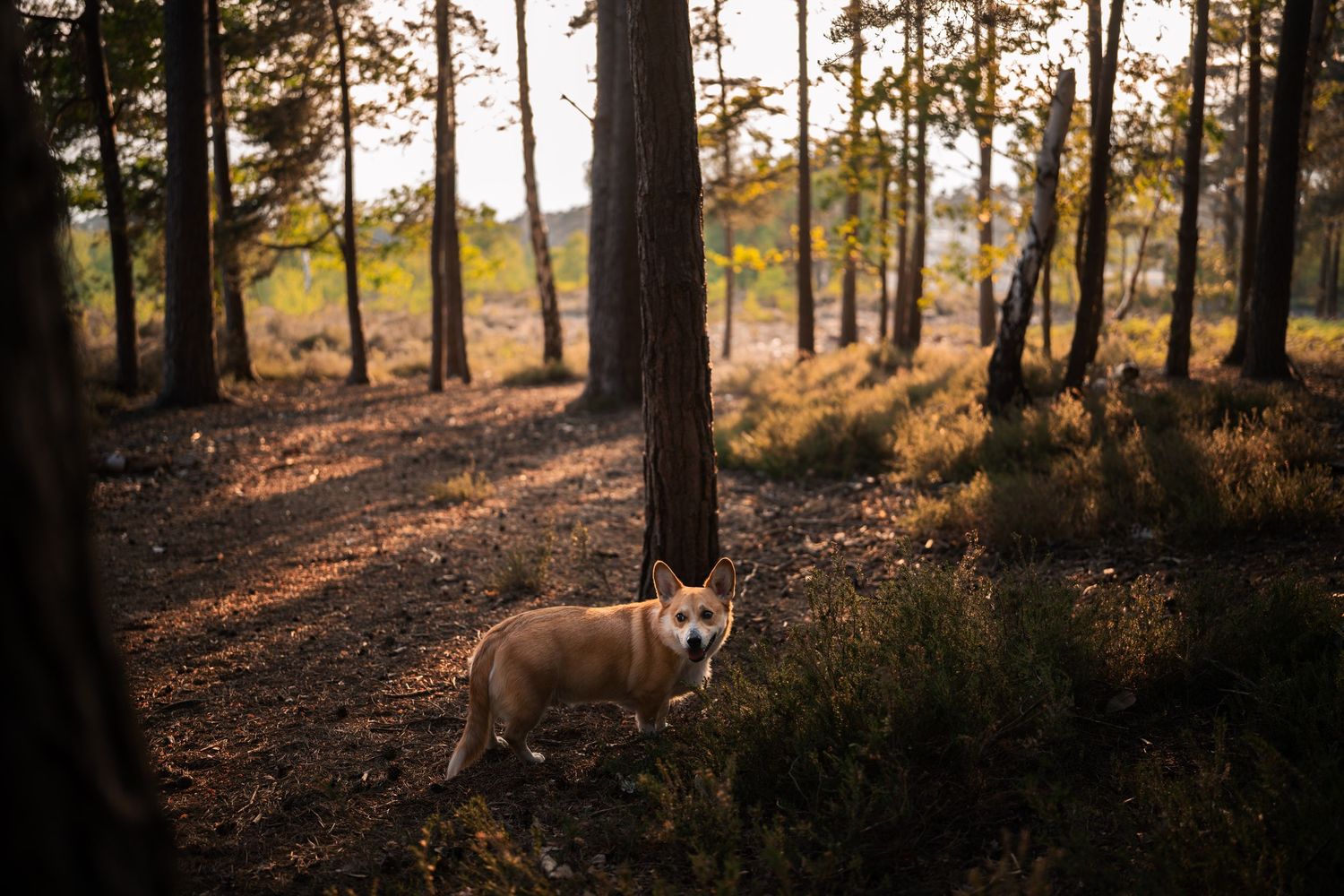 A golden Corgi dog stands among tall pine trees in a sunlit forest with warm autumn light filtering through the canopy.