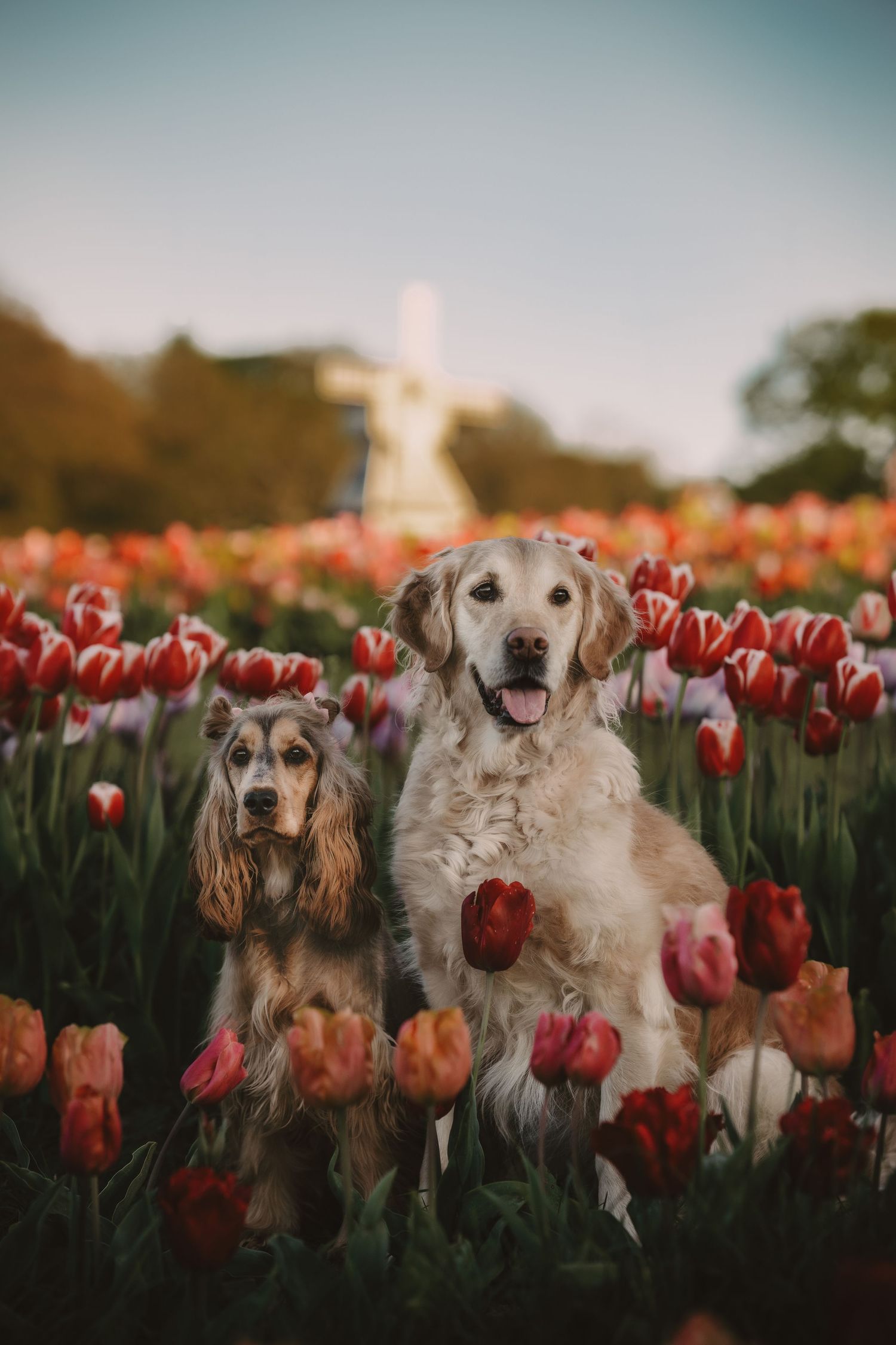 Two dogs, a Cocker Spaniel and Golden Retriever, sit among vibrant red and pink tulips with a windmill in the background.