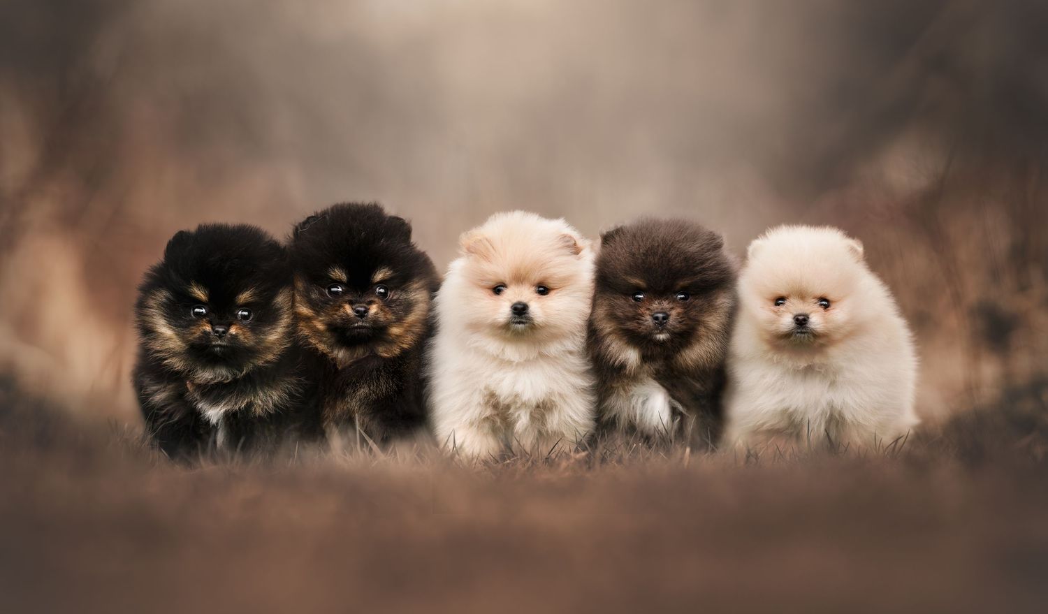 Row of adorable Pomeranian puppies sitting together in warm lighting.