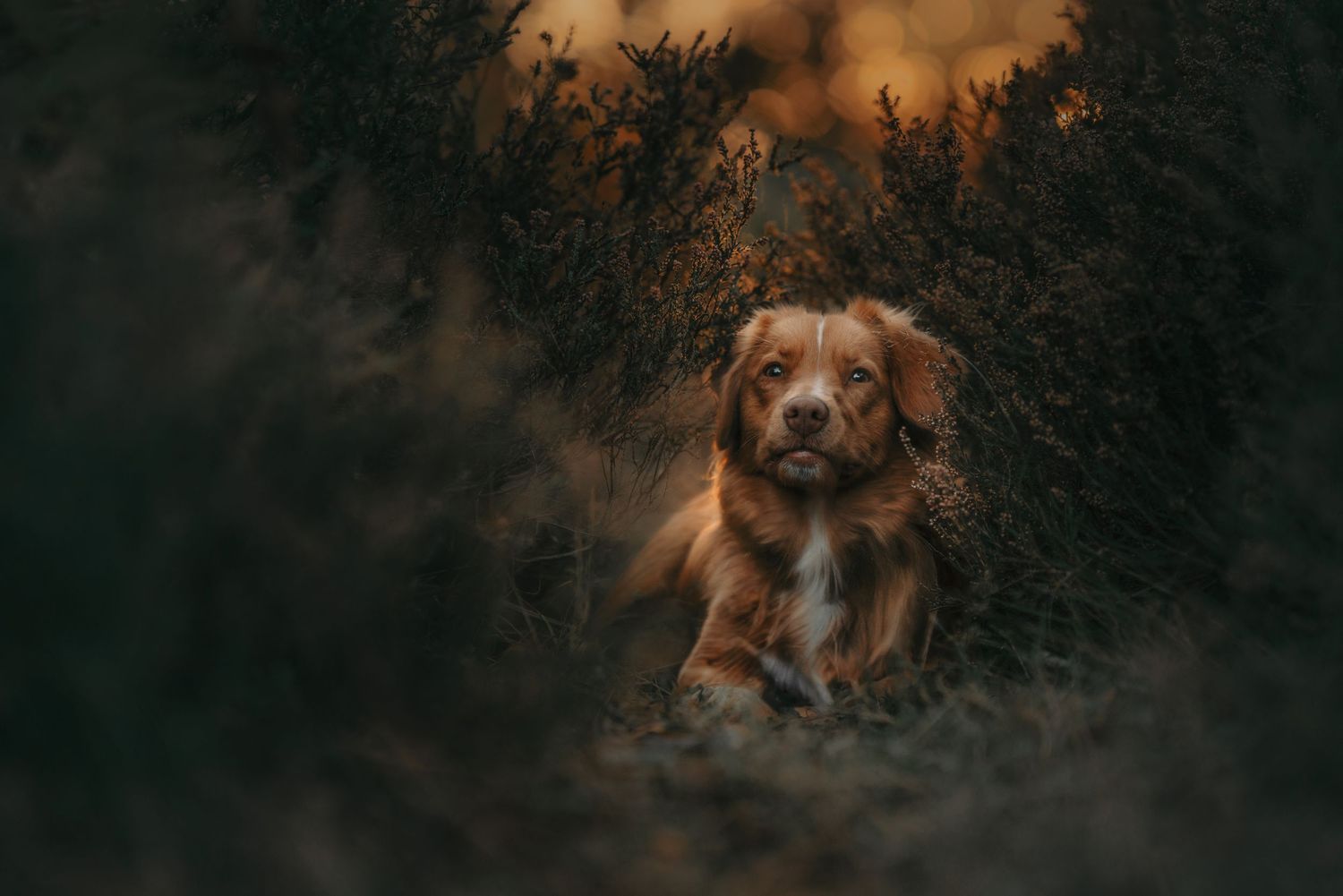 A golden-brown Nova Scotia Duck Tolling Retriever rests among dark green bushes in warm sunset light.