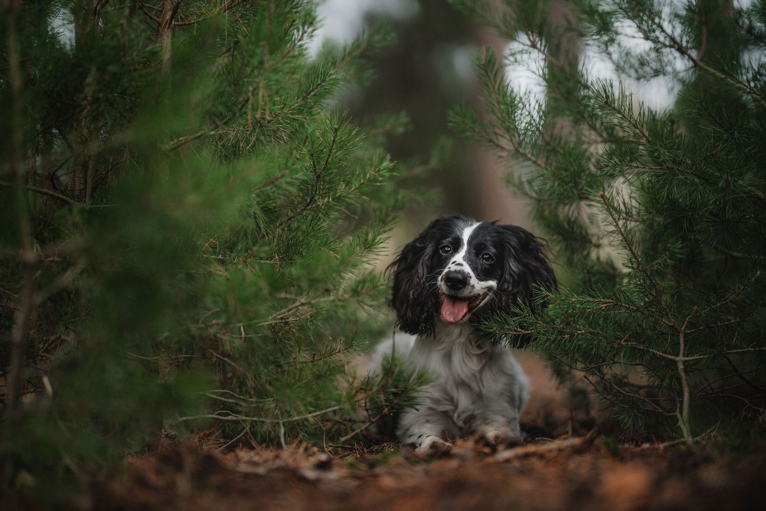 Spaniel dog sitting among evergreen branches in natural forest setting.