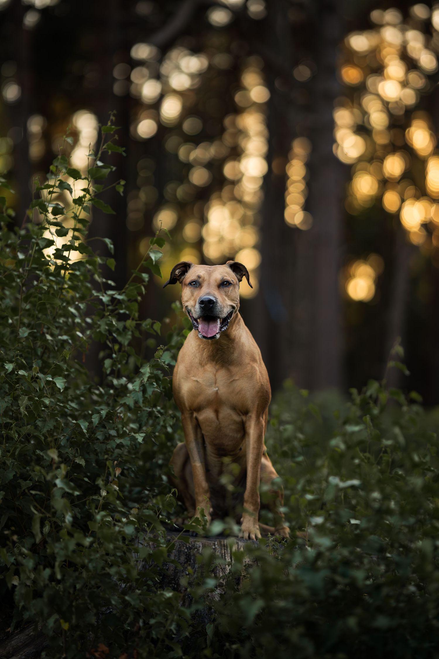 A happy brown dog sits on a stump in a sunlit forest, surrounded by lush green foliage.