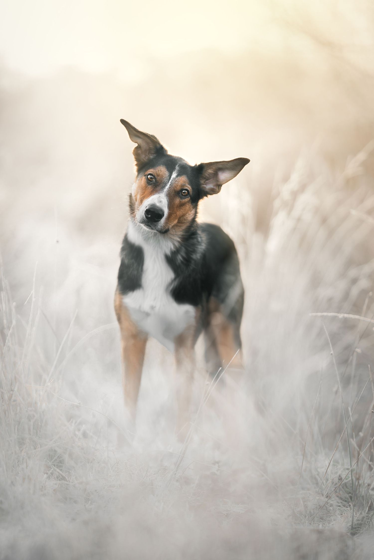 A tricolor Border Collie dog stands alert in misty golden grass fields, looking directly at the camera.