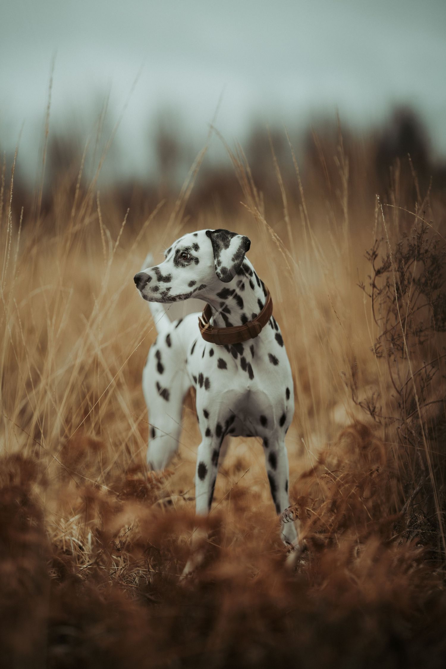 A dalmatian stands alert in tall brown grass during golden hour.
