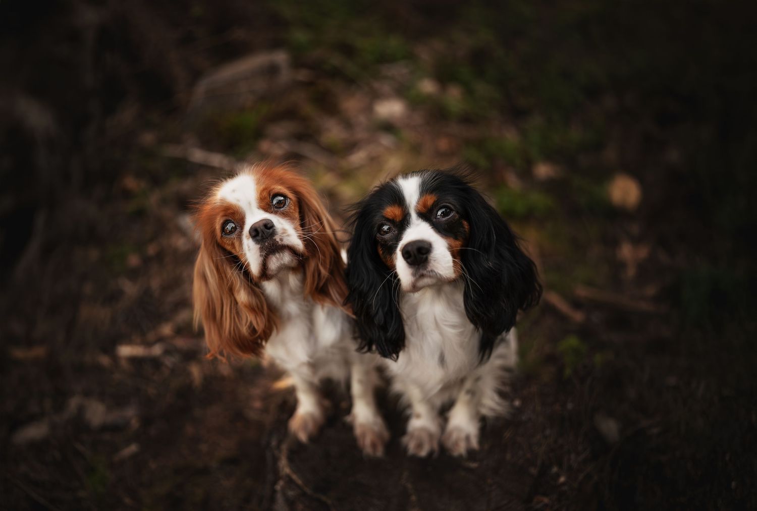 Two Cavalier King Charles Spaniels sitting together outdoors in a forest setting, one tri-color and one Blenheim.
