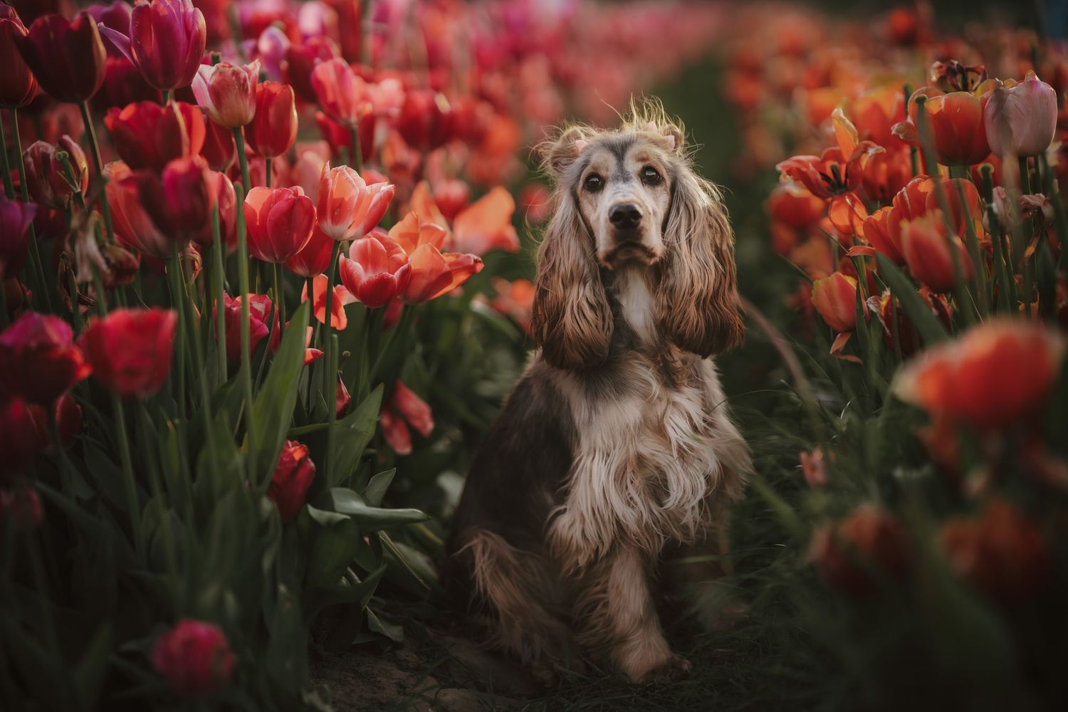A fluffy Cocker Spaniel sits gracefully among vibrant red and orange tulips in a lush garden setting.