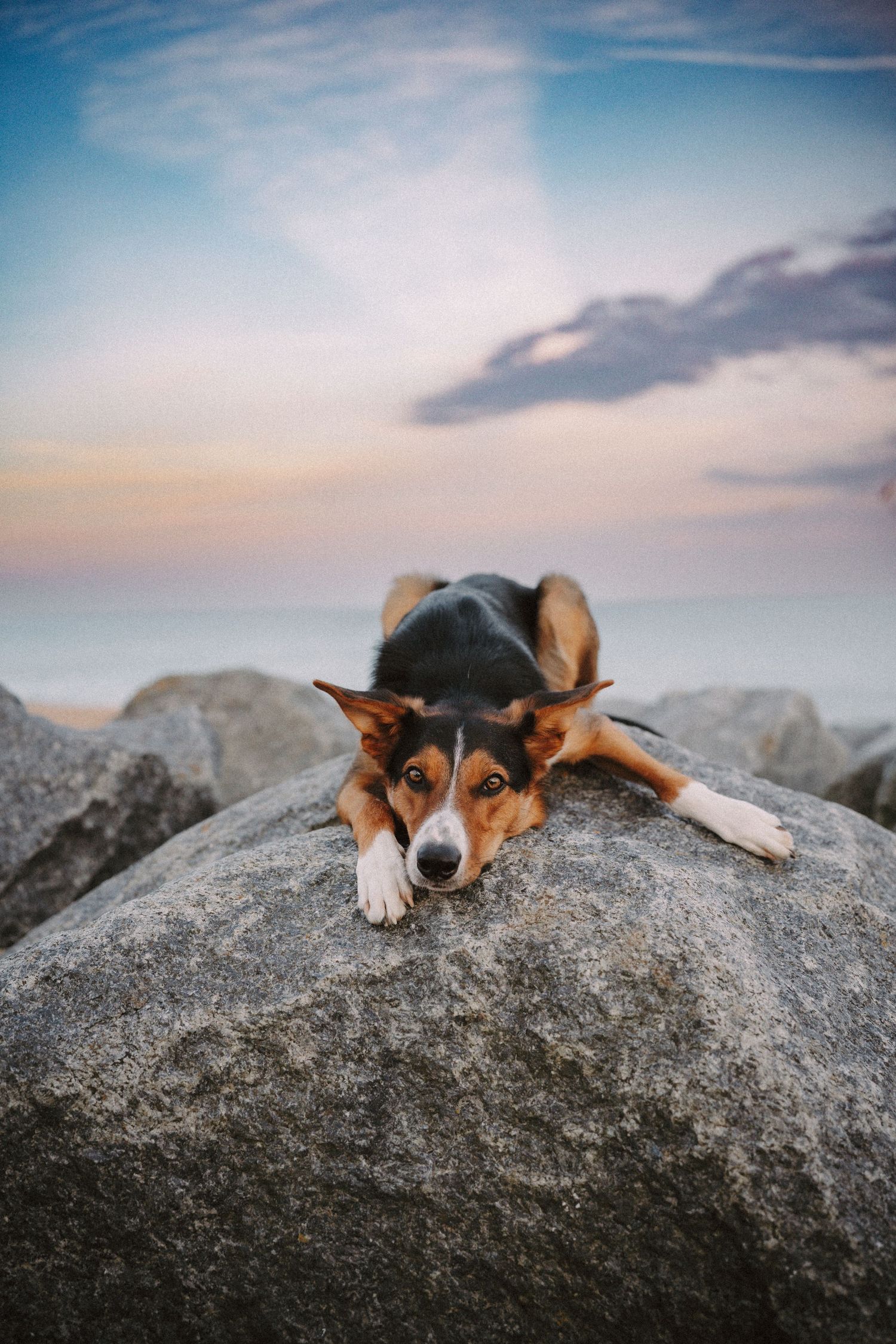 A tricolor Border Collie dog rests on large rocks near the ocean under a pastel sunset sky.