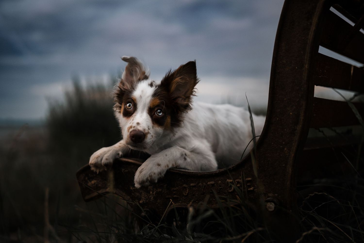 A brown and white Border Collie puppy rests on a rusty wagon wheel in a moody outdoor setting.
