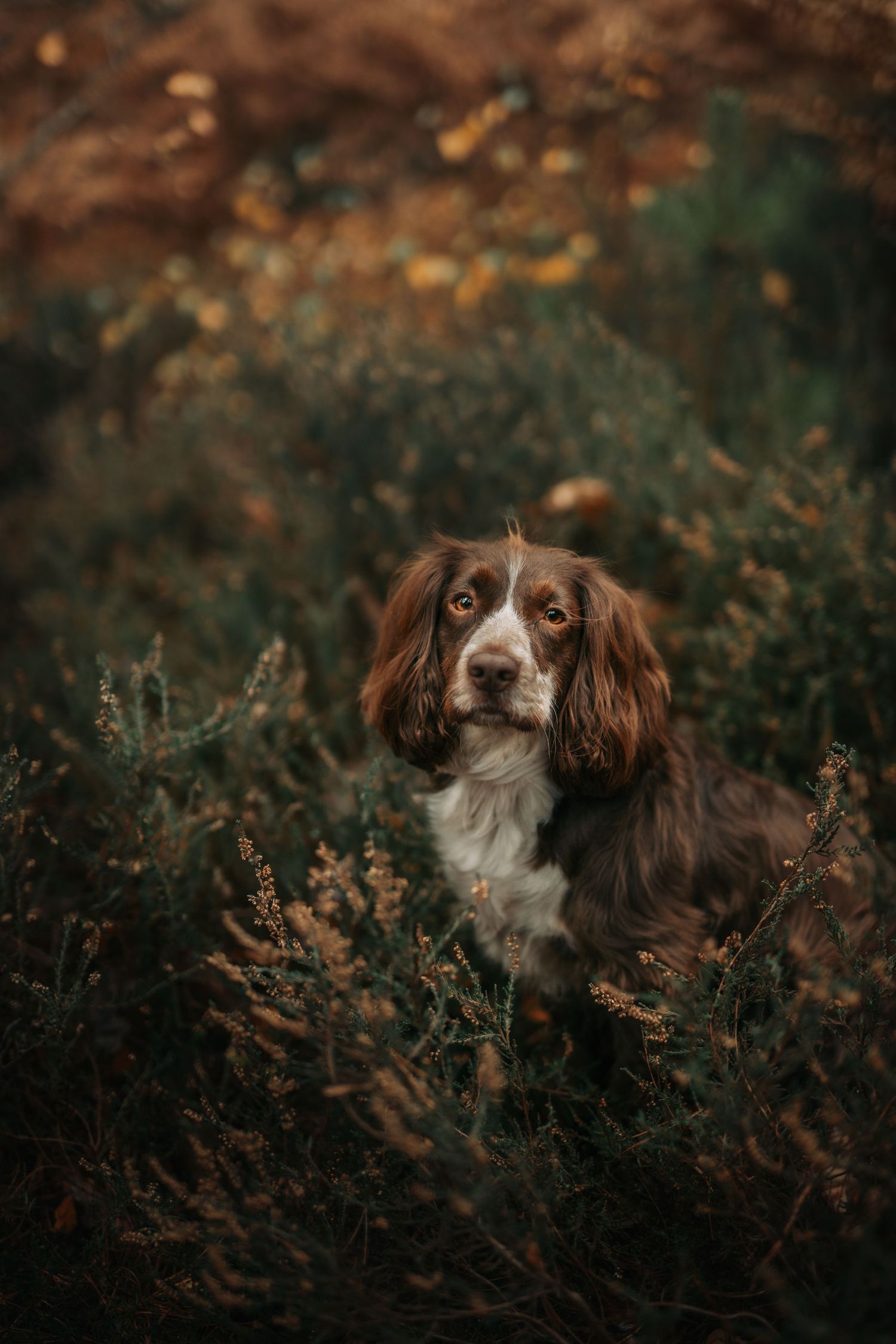 Two brown and white spaniel dogs peek through autumn foliage.