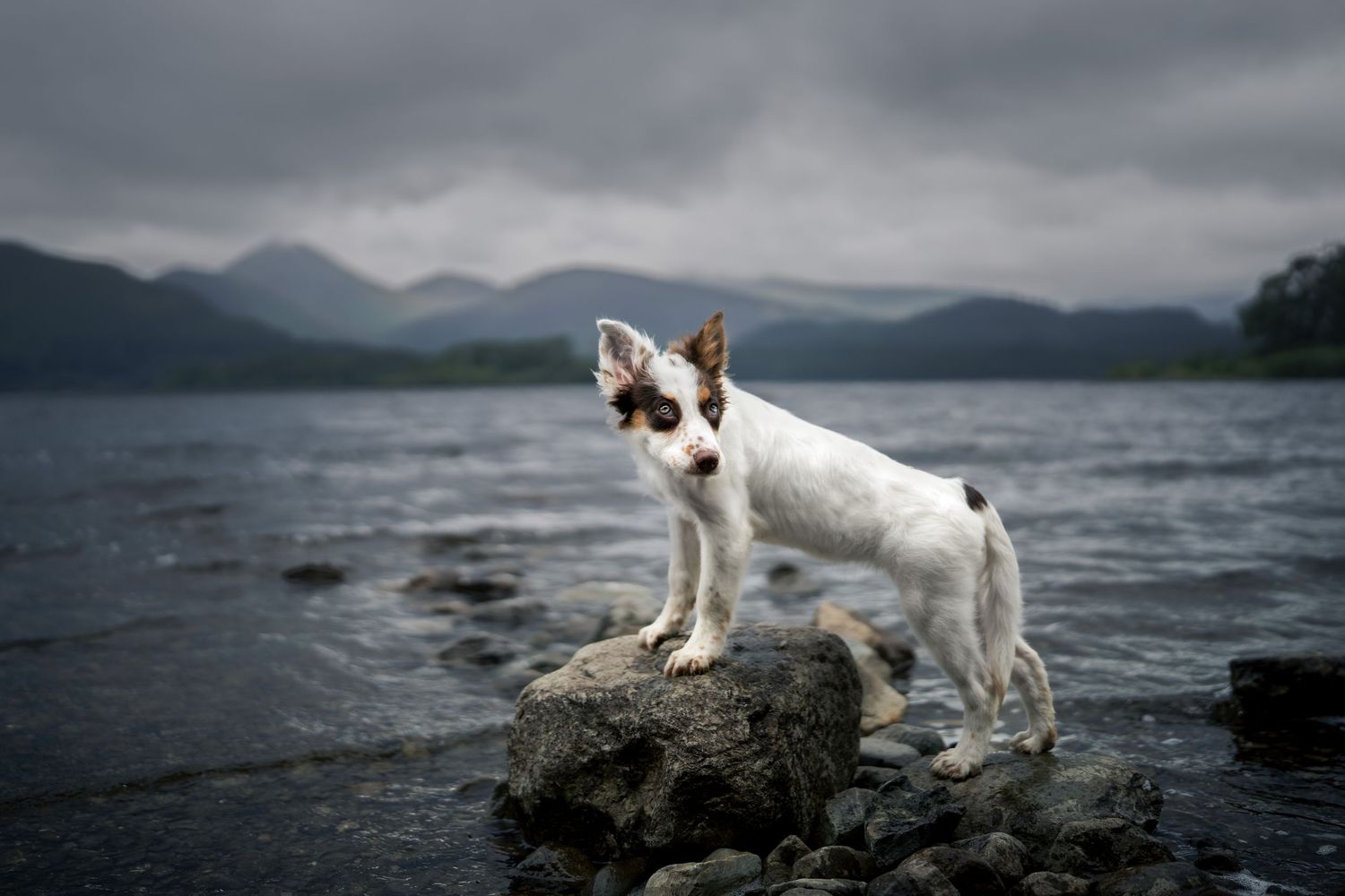 Small white dog with brown spots standing on a rock by a lake with misty mountains in the background.