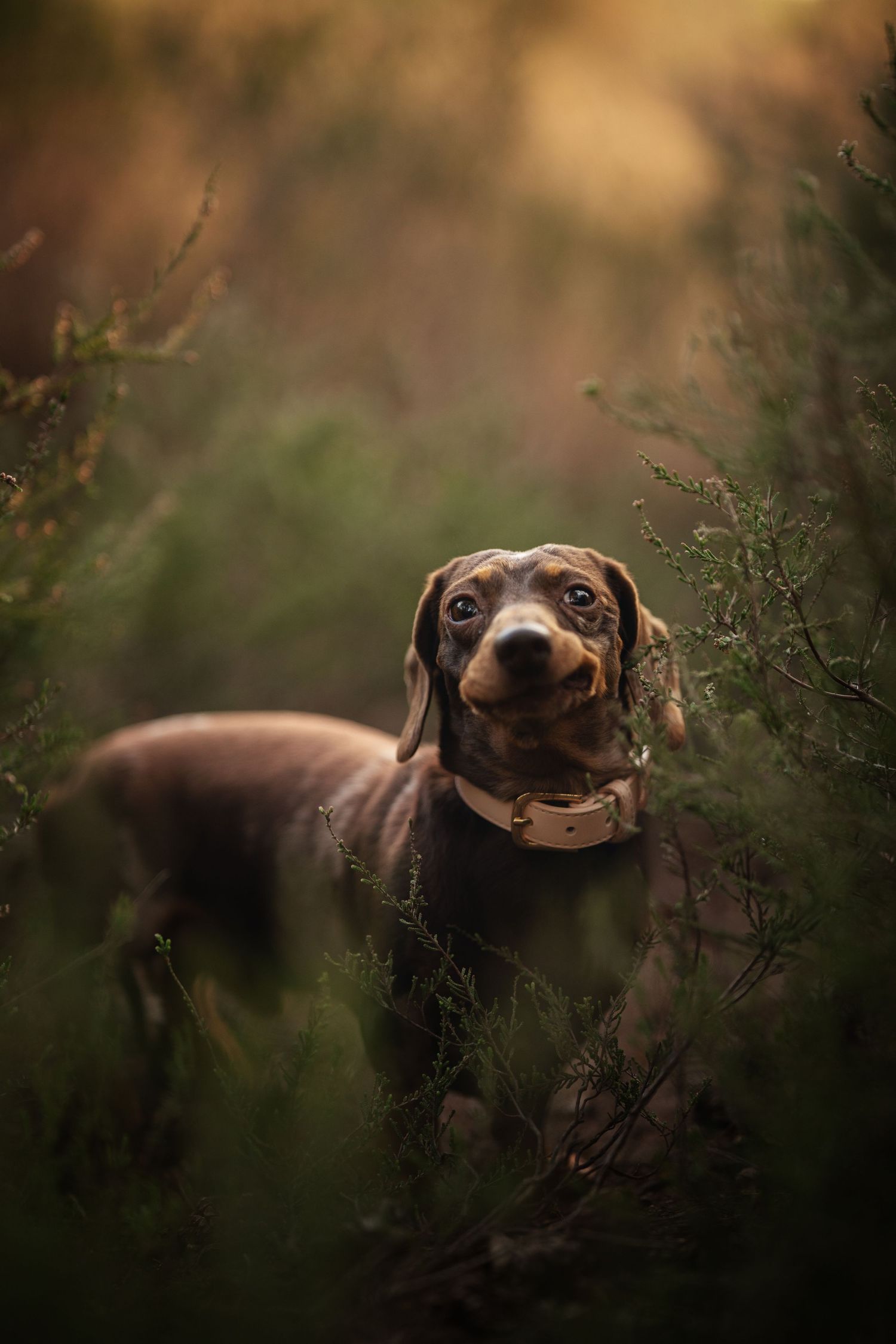 A dachshund dog with a collar stands alert among green bushes in a moody, golden-lit outdoor setting.