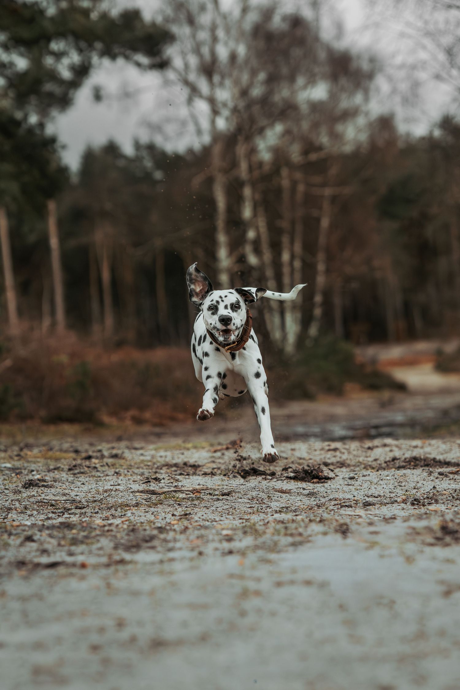 A spotted dalmatian runs playfully across a rocky ground in a forest setting.