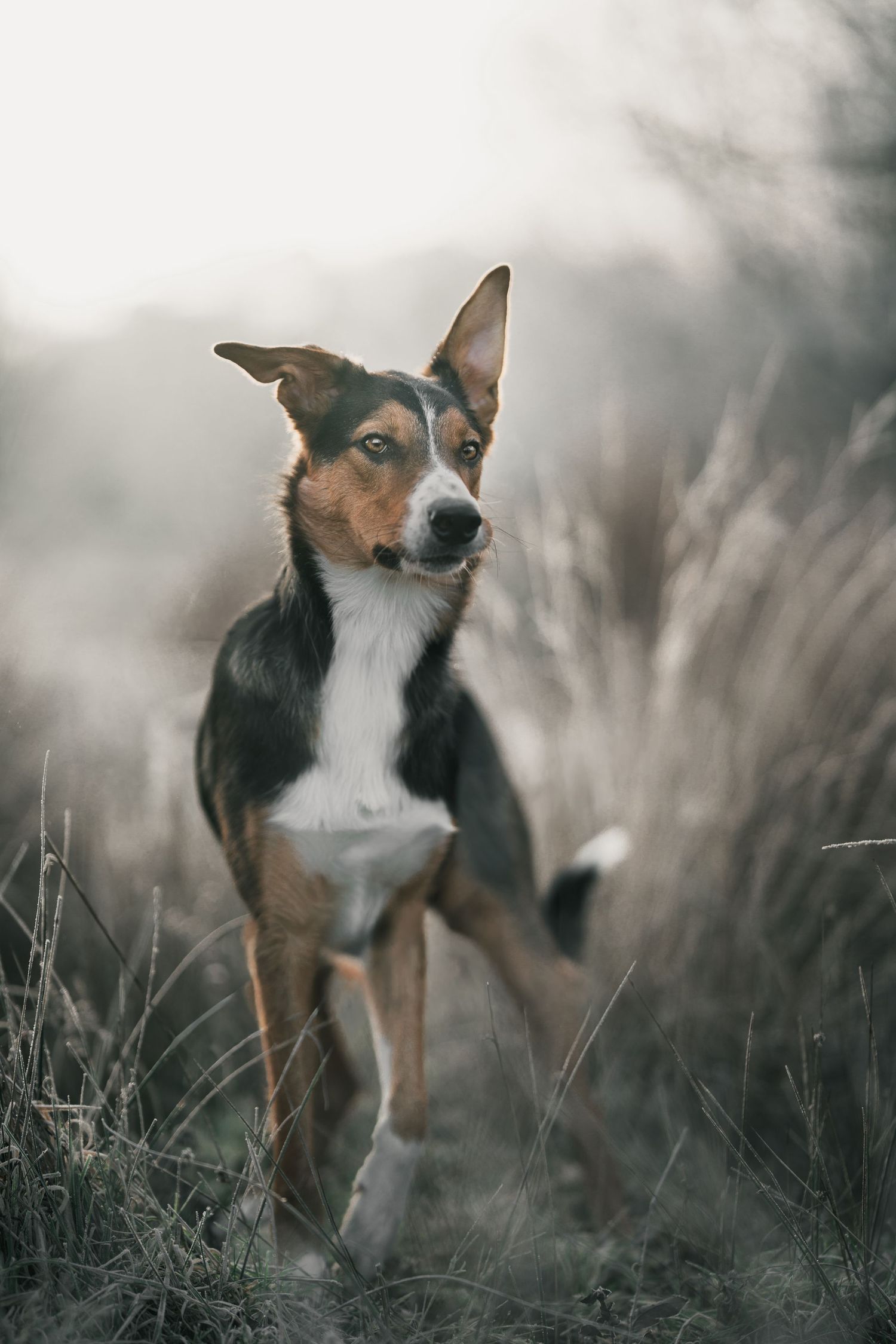 A tricolor dog with alert ears stands in misty tall grass, looking attentive in a moody outdoor setting.