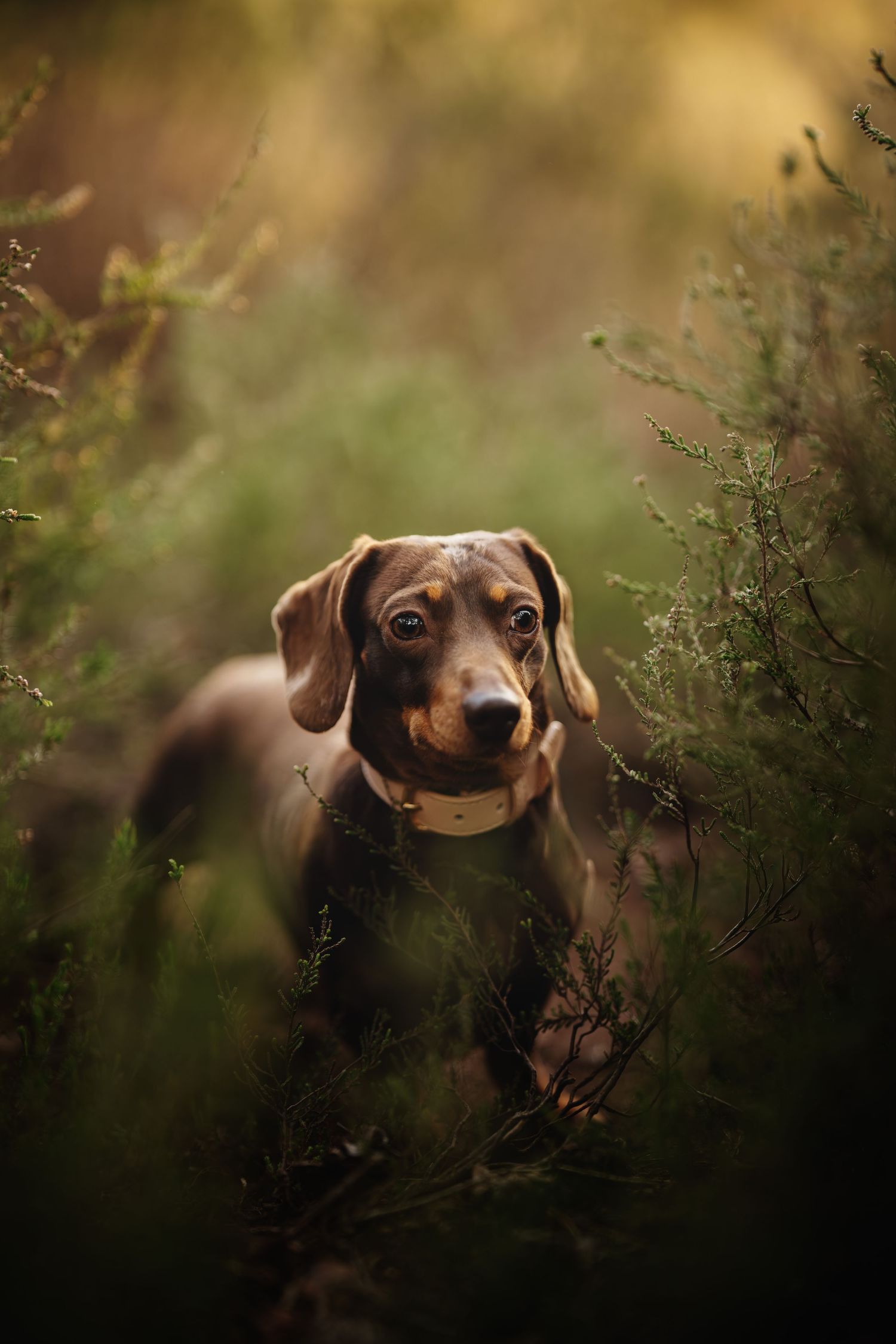 A brown dachshund with a collar peers through lush green shrubs in a warm, golden-lit outdoor setting.