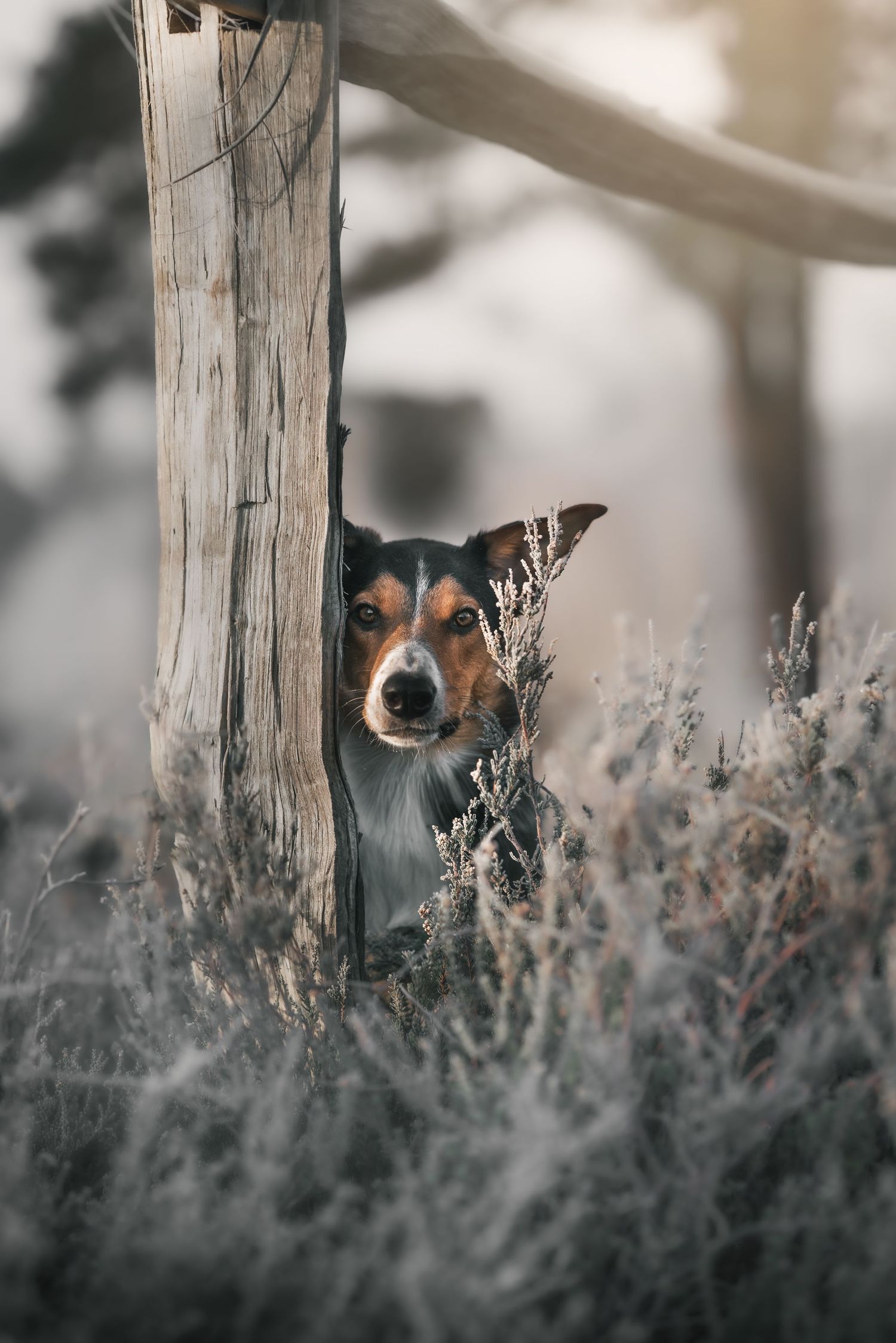 A tricolor dog peers curiously from behind a weathered wooden post in a misty, frost-covered heathland.