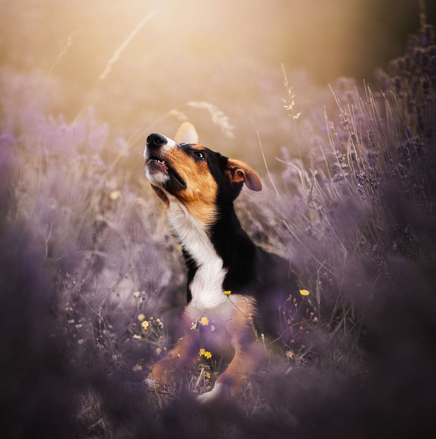 A tricolor dog gazes upward among purple lavender flowers in golden sunlight.