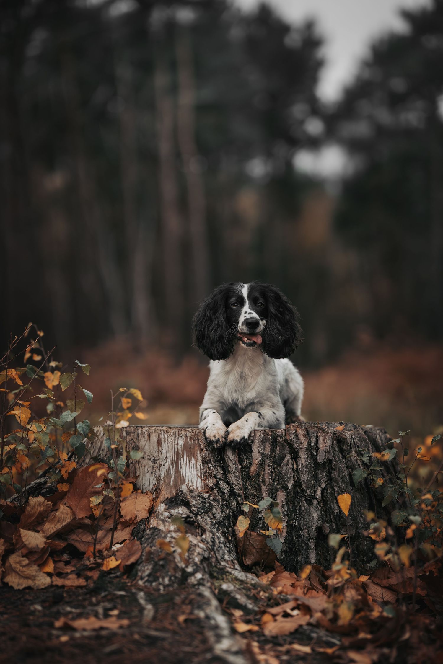 Black and white dog sits on tree stump surrounded by autumn leaves in moody forest setting.