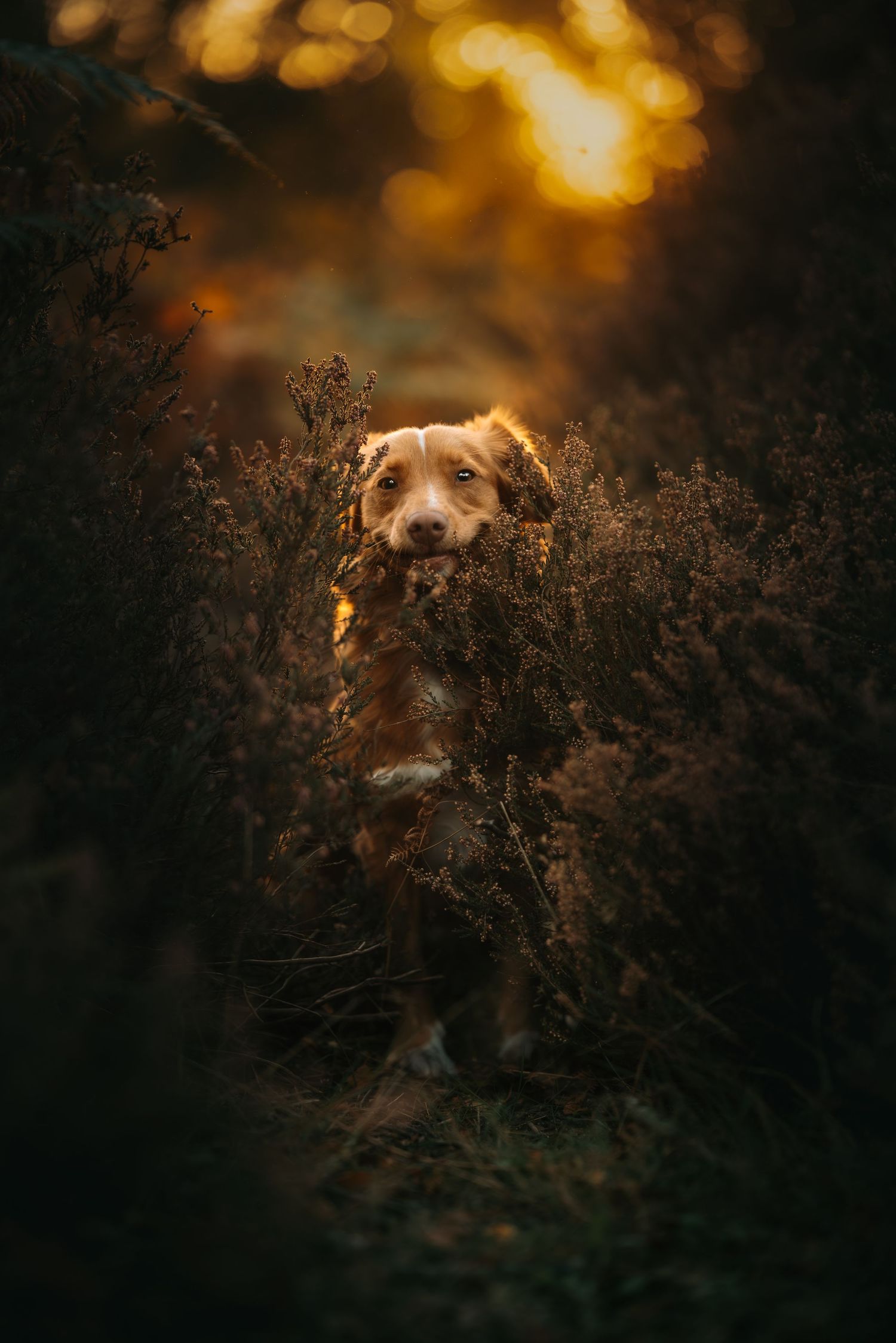 A golden retriever dog peers through dark heather bushes, bathed in warm sunset light in a moody forest setting.