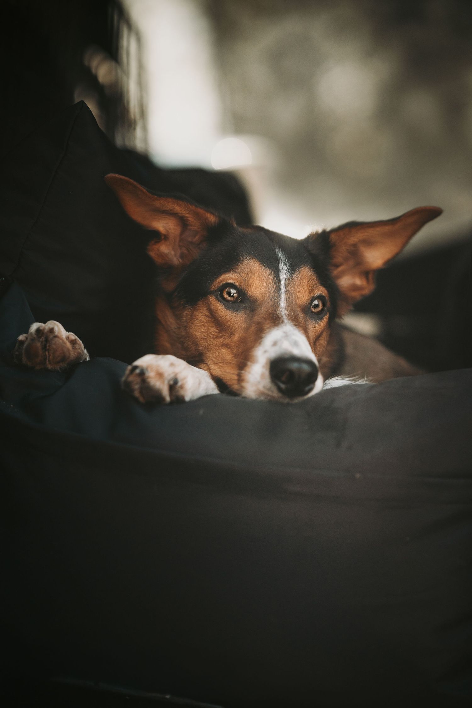 A tricolor dog with large ears rests its paws on a dark surface, gazing forward with soulful eyes.