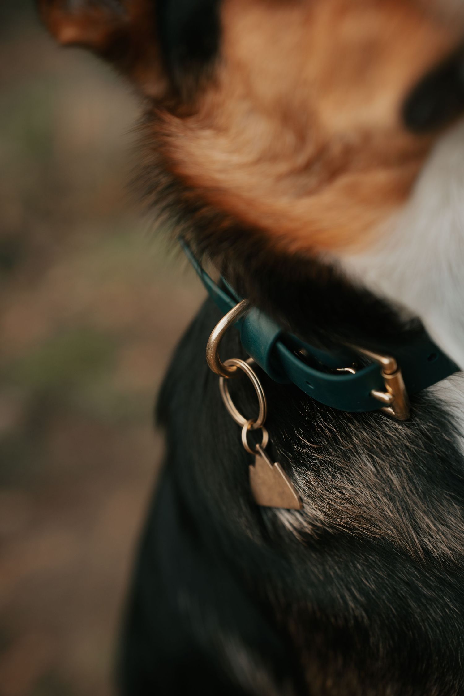 Close-up of a dog wearing a teal leather collar with gold hardware and an identification tag.