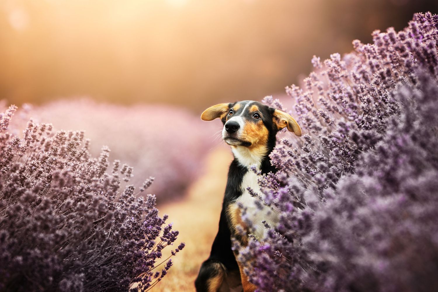 A curious dog peeks through vibrant purple lavender flowers in a sunlit field.