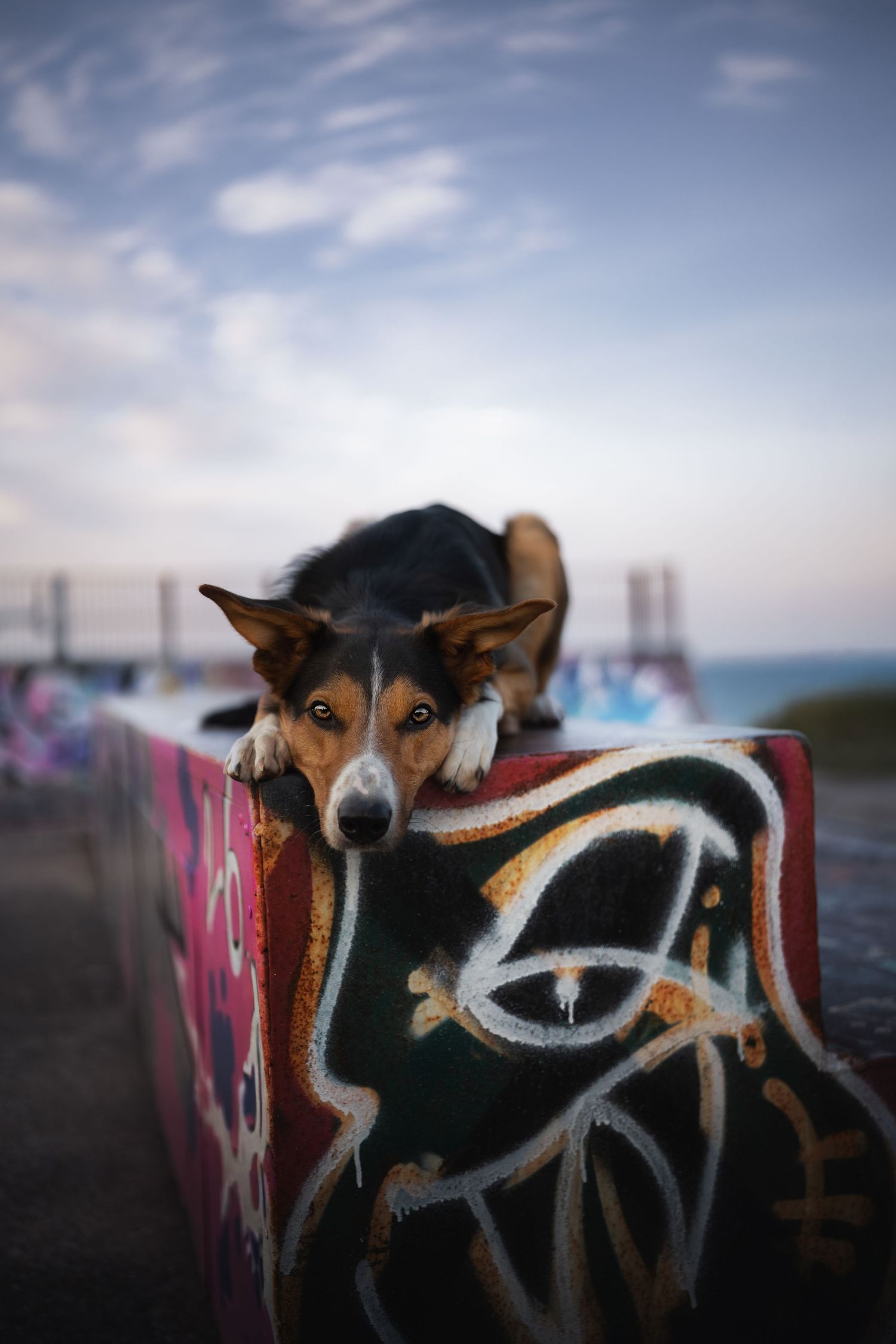 A tricolor Border Collie dog rests on a graffiti-covered wall near the ocean under a cloudy sky.