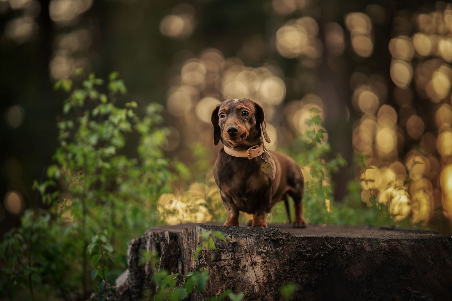 A brown dachshund dog standing on a tree stump in a lush forest with beautiful bokeh lighting.