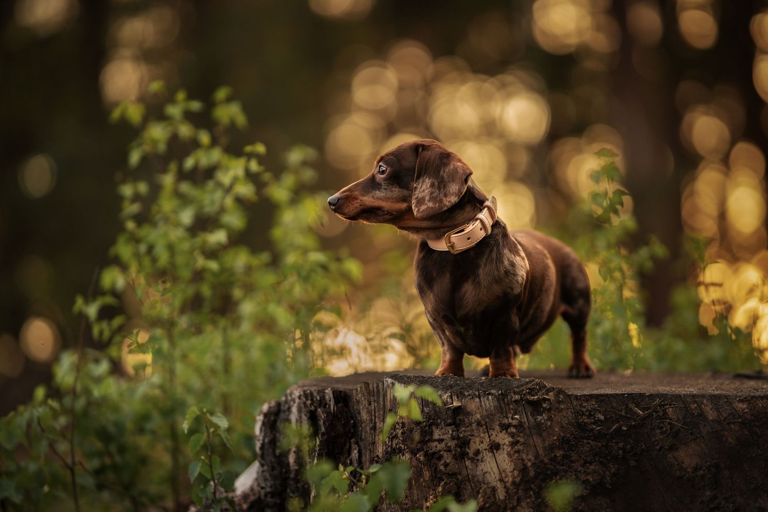 A brown dachshund dog with a collar stands proudly on a rock surrounded by lush green forest foliage.