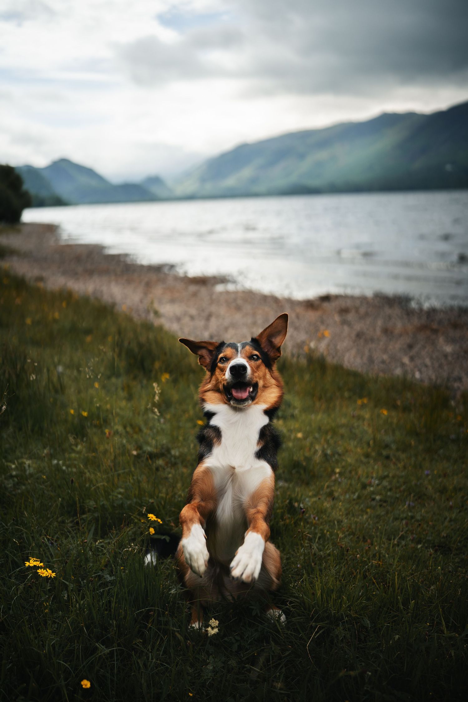 Happy Corgi dog sitting up on hind legs by a scenic lake with mountains in background on a cloudy day.