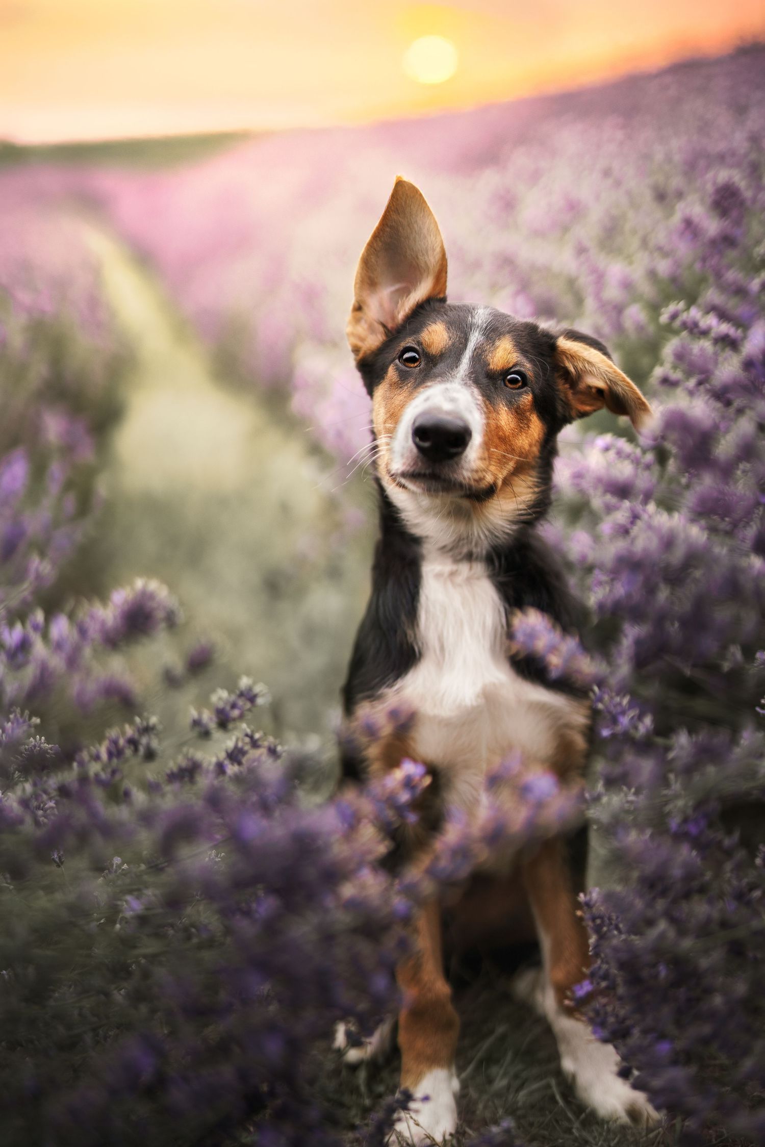 A tricolor puppy sits in a blooming lavender field at golden sunset, with ears perked and a curious expression.