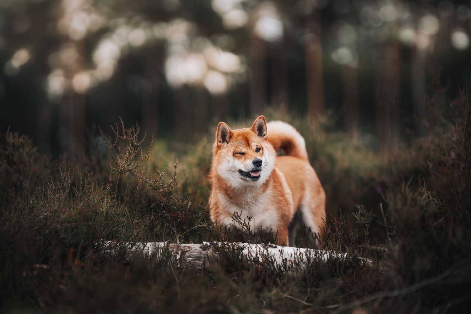 A fluffy Shiba Inu dog stands alert in a forest clearing, its red-orange coat contrasting with dark green foliage.