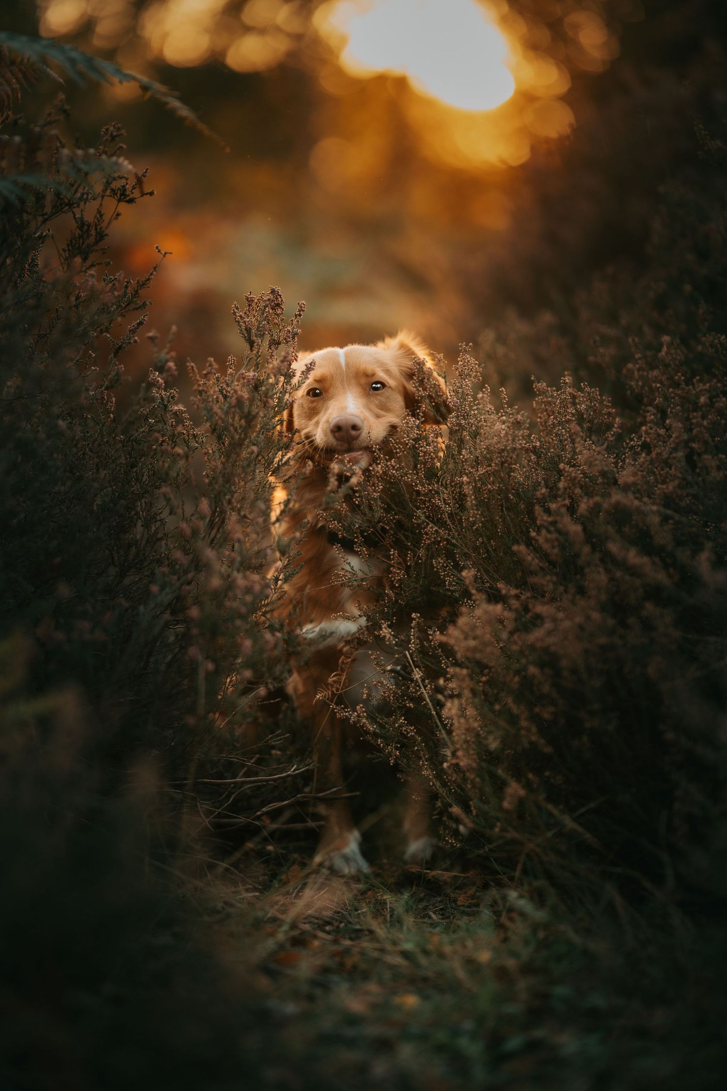Dog's face partially hidden behind dark branches with golden sunset bokeh in background.