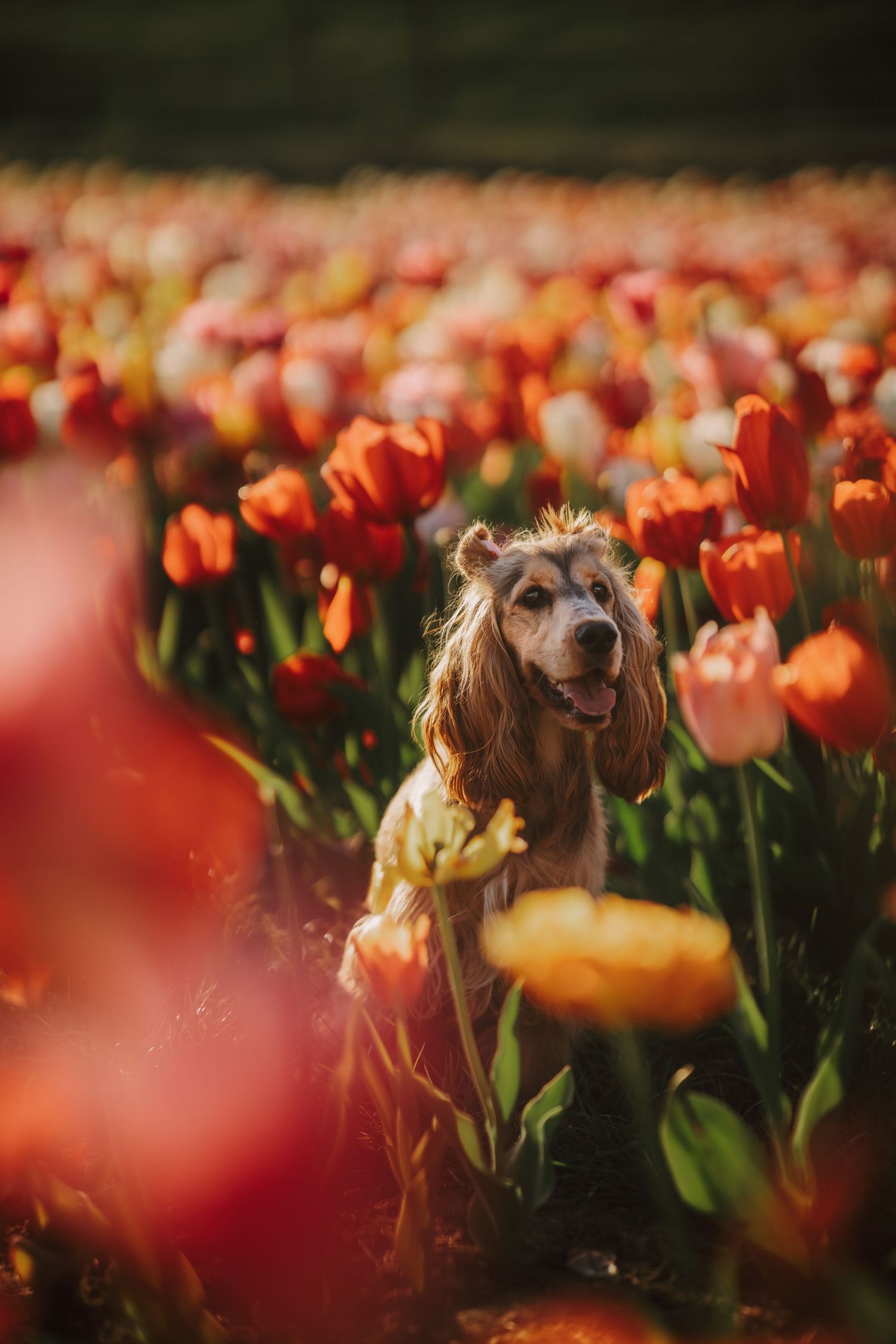 A golden Cocker Spaniel sitting among vibrant red and orange tulips in a blooming flower field.
