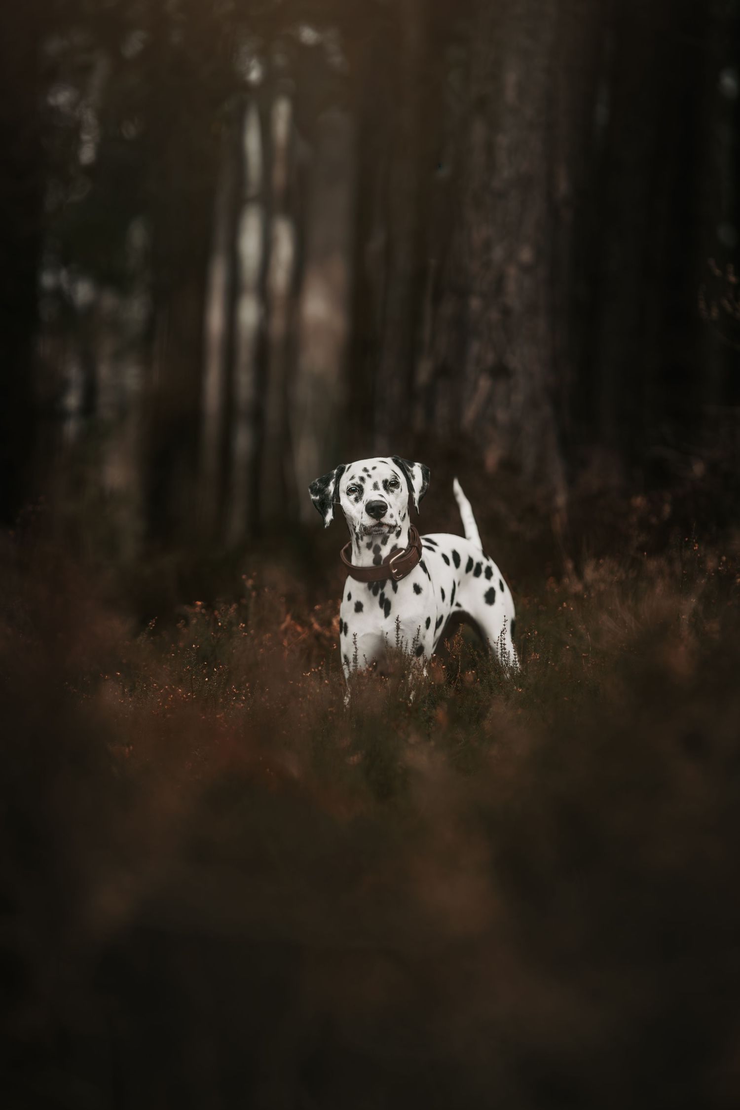 A Dalmatian dog sits in autumn foliage with dark forest trees in the background.