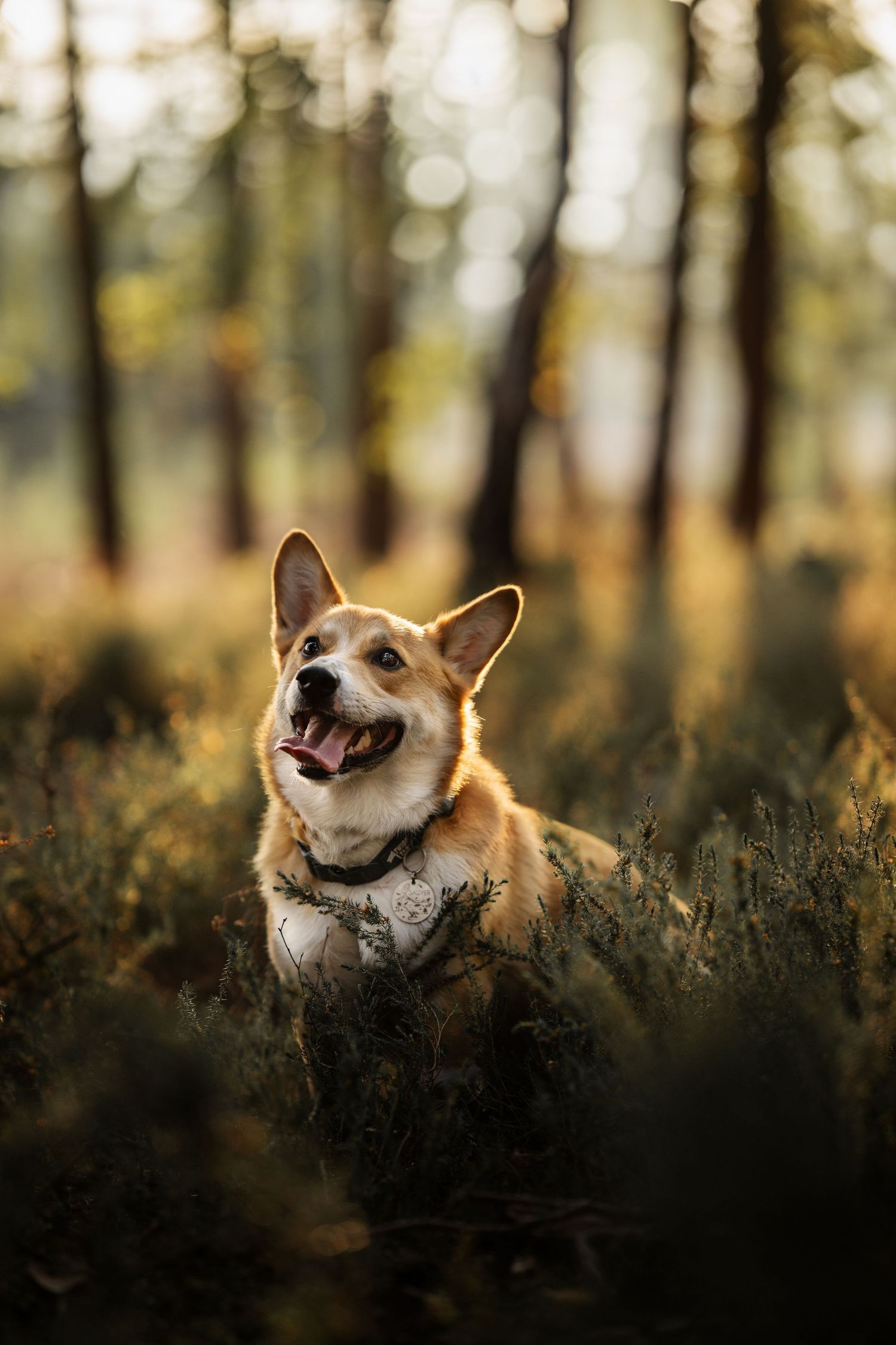 A happy Corgi dog sitting in lush green forest grass, tongue out, bathed in warm golden sunlight among tall trees.
