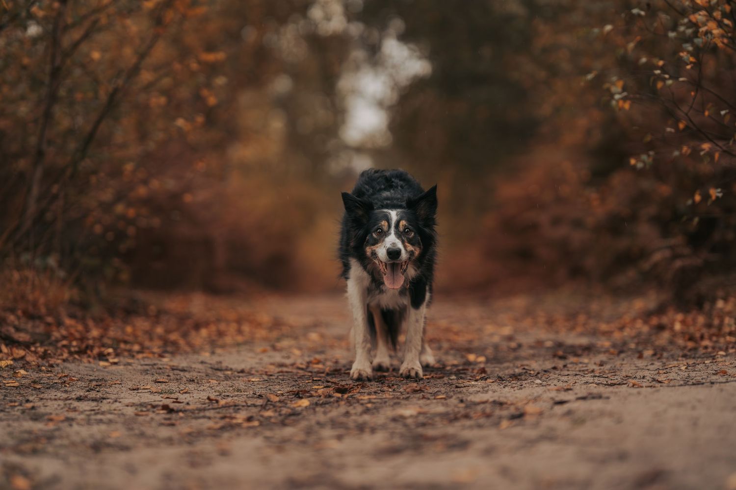 A Border Collie dog walks along a dirt forest path surrounded by autumn foliage in muted orange and brown tones.