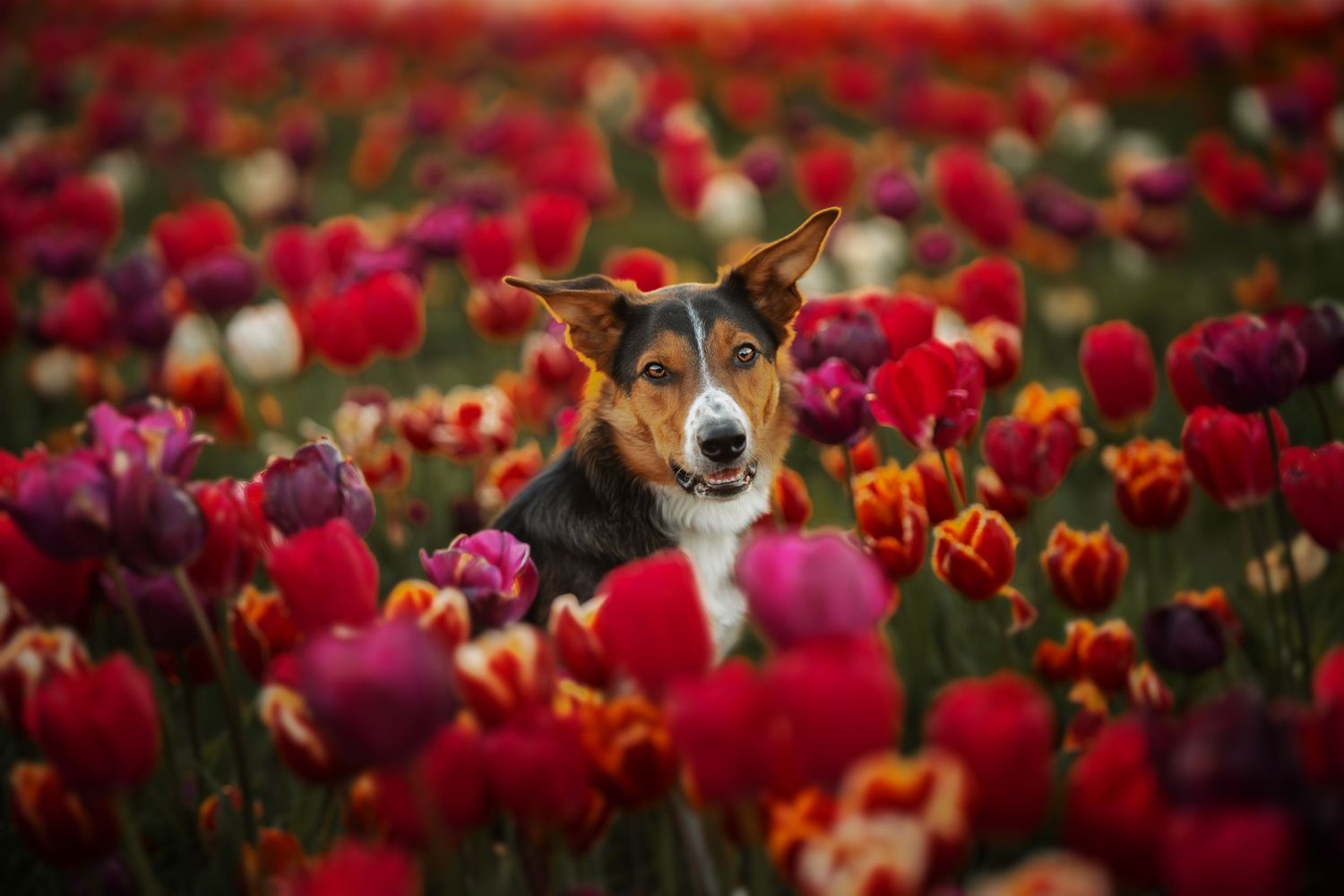 A happy dog sits among vibrant red, pink, and purple tulips in a colorful flower field.