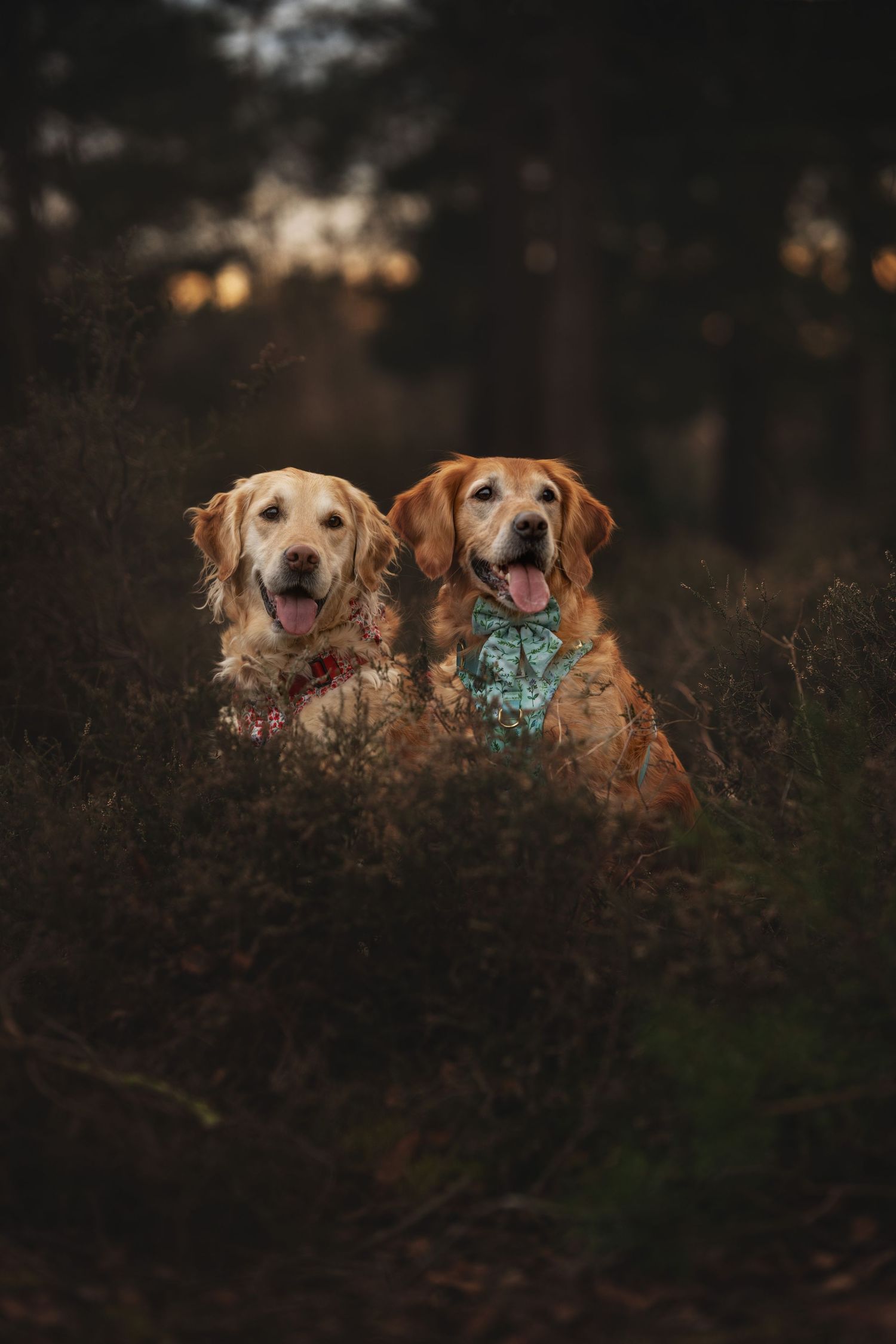 Two golden retrievers wearing bandanas sit together in forest undergrowth at dusk.