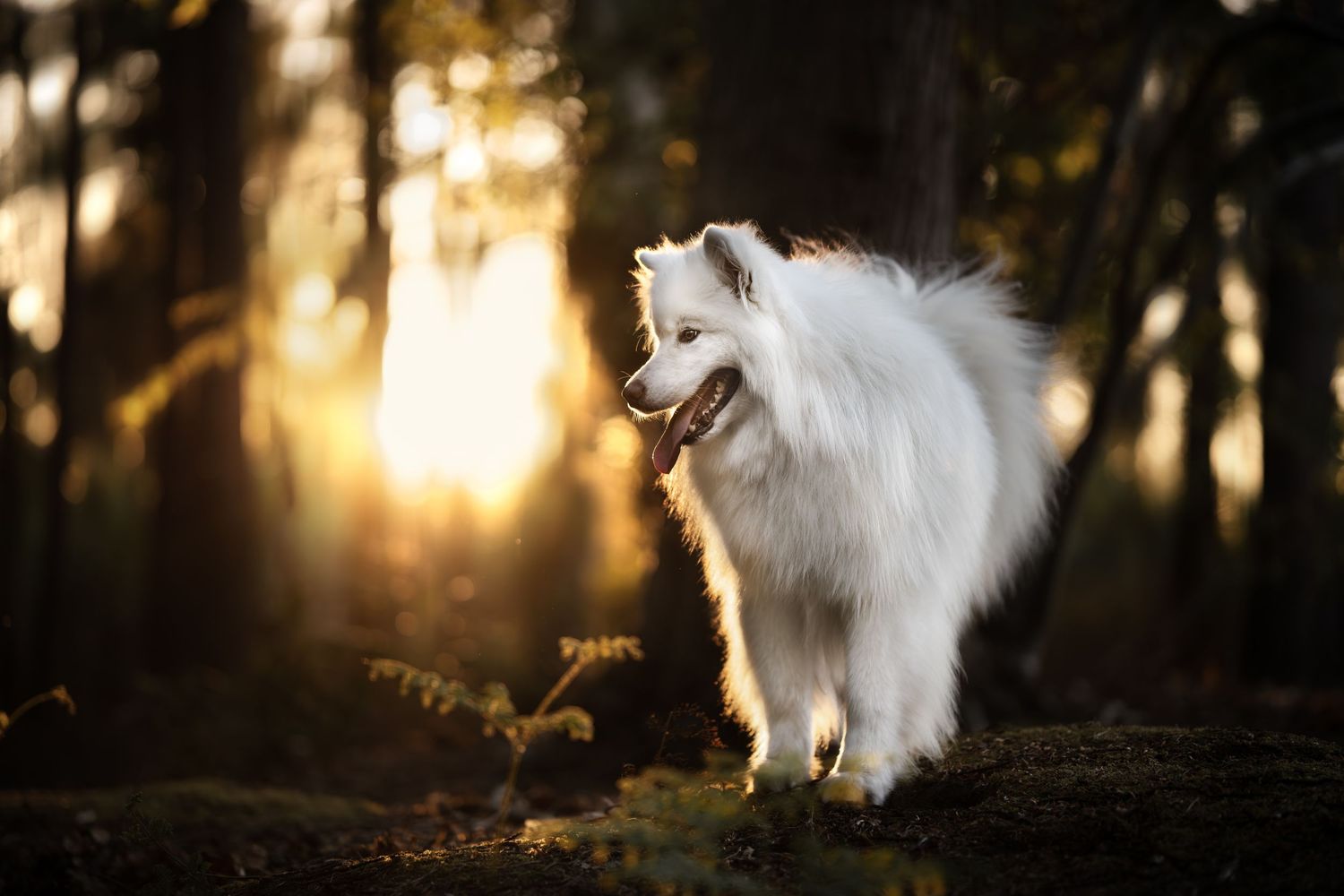 Fluffy white Samoyed dog standing in a sunlit forest with golden bokeh light filtering through trees.