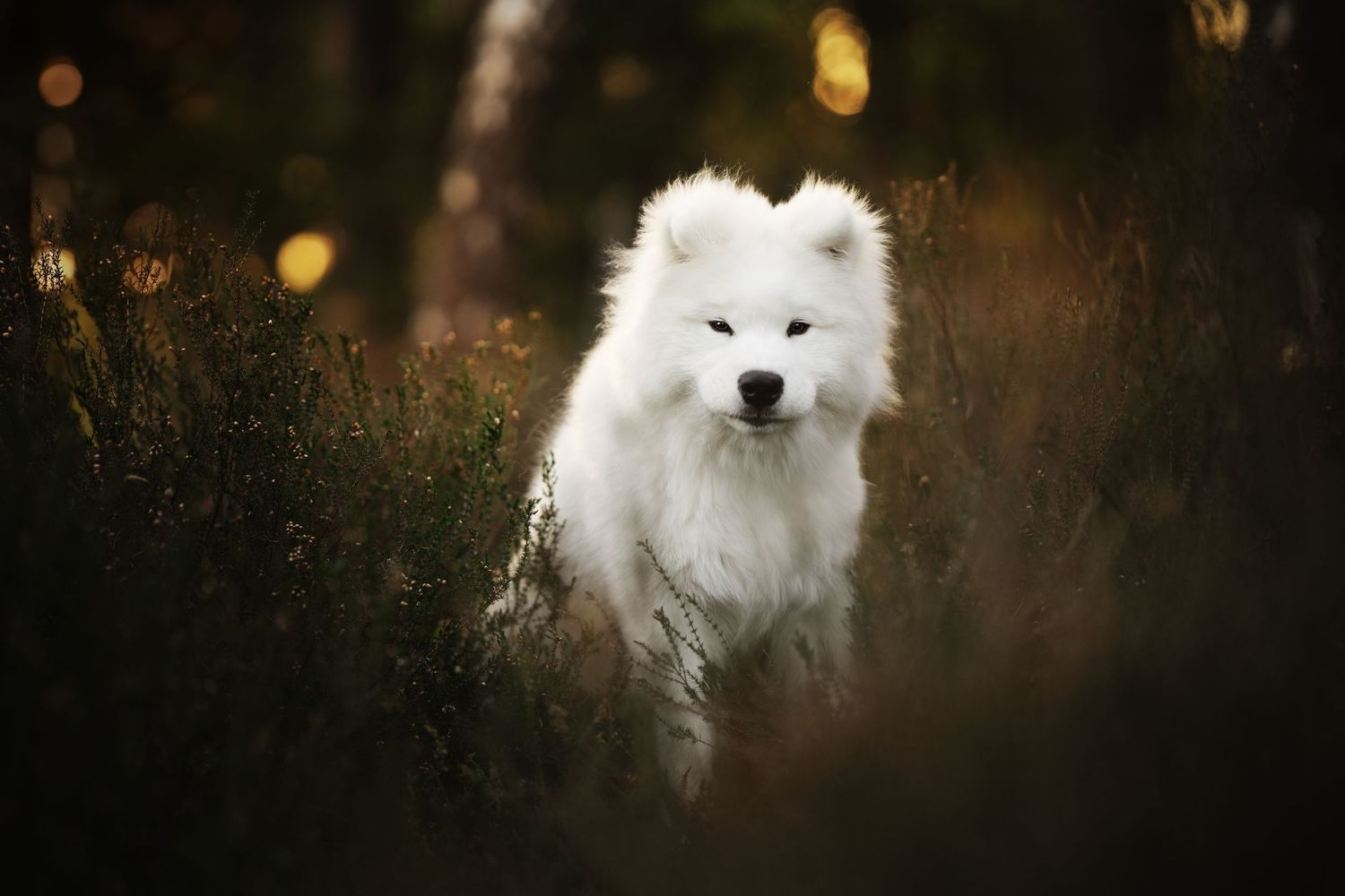 A fluffy white Samoyed dog running through lush green forest undergrowth in a dark, moody outdoor setting.