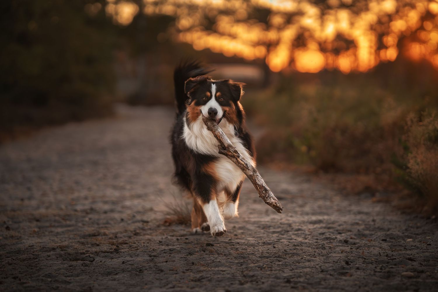 Australian Shepherd dog running on dirt path at sunset, carrying a stick in its mouth with golden bokeh background.